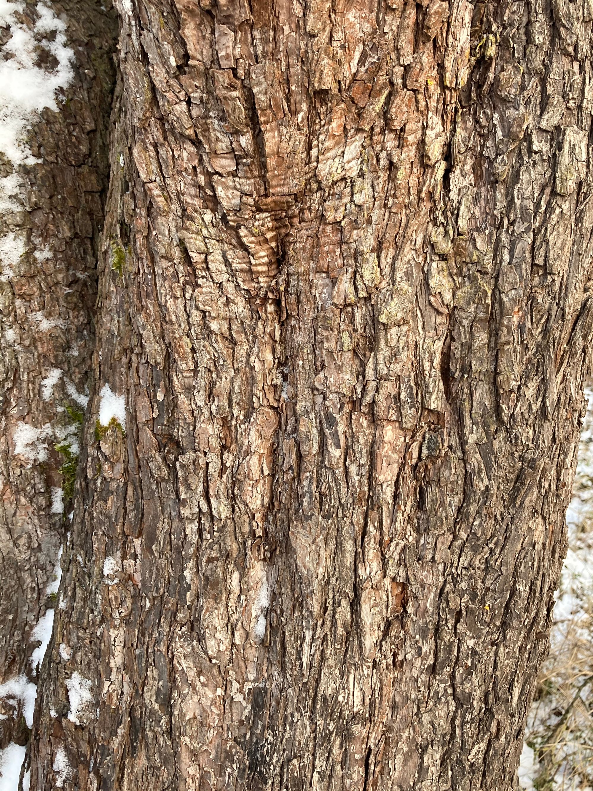 Miškinė kriaušė (Pyrus communis ssp. pyraster)