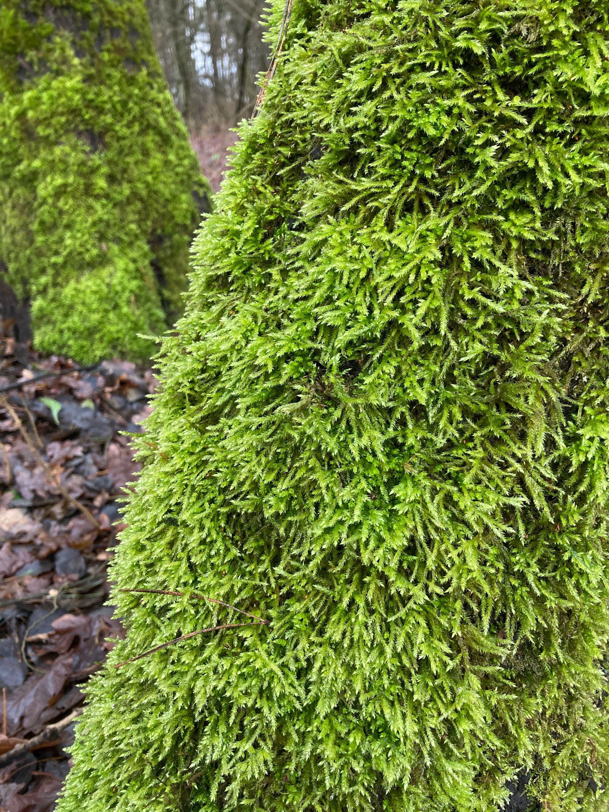 Žalioji trumpė (Brachythecium rutabulum)