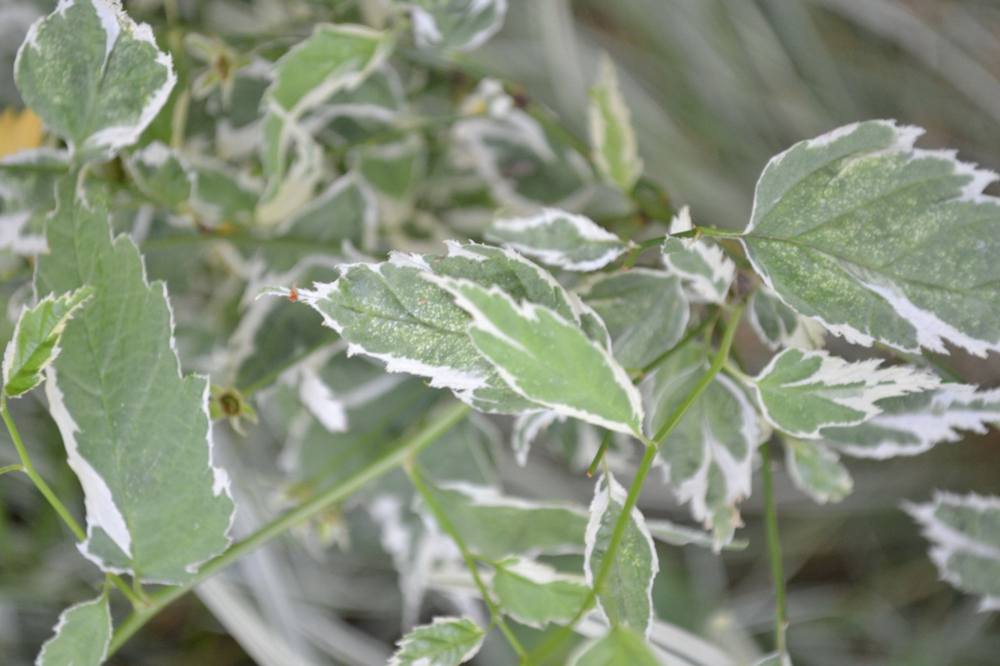 Japoninė kerija 'Picta' (Kerria japonica)