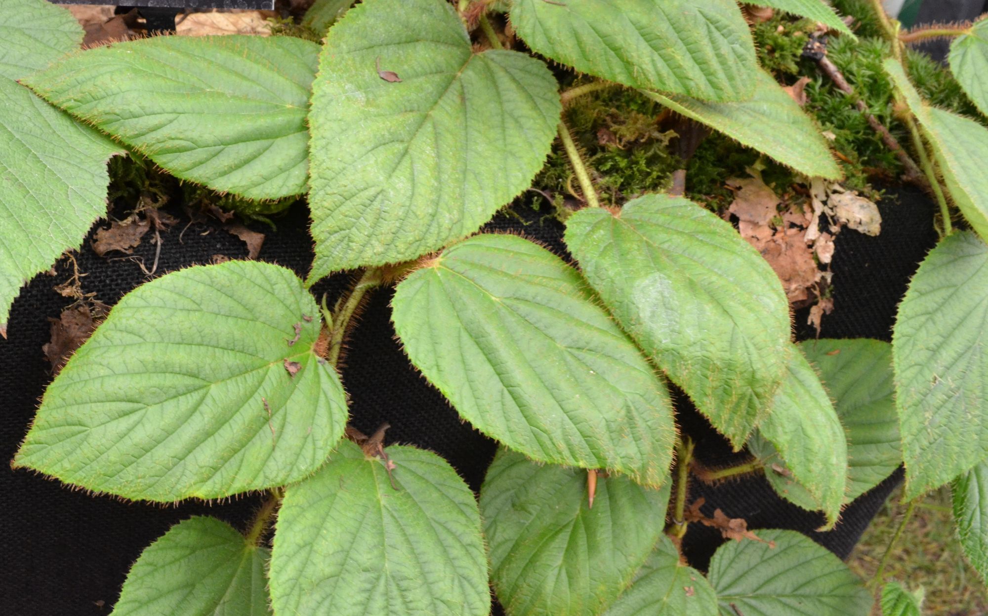 Gervuogė (Rubus gongshanensis)