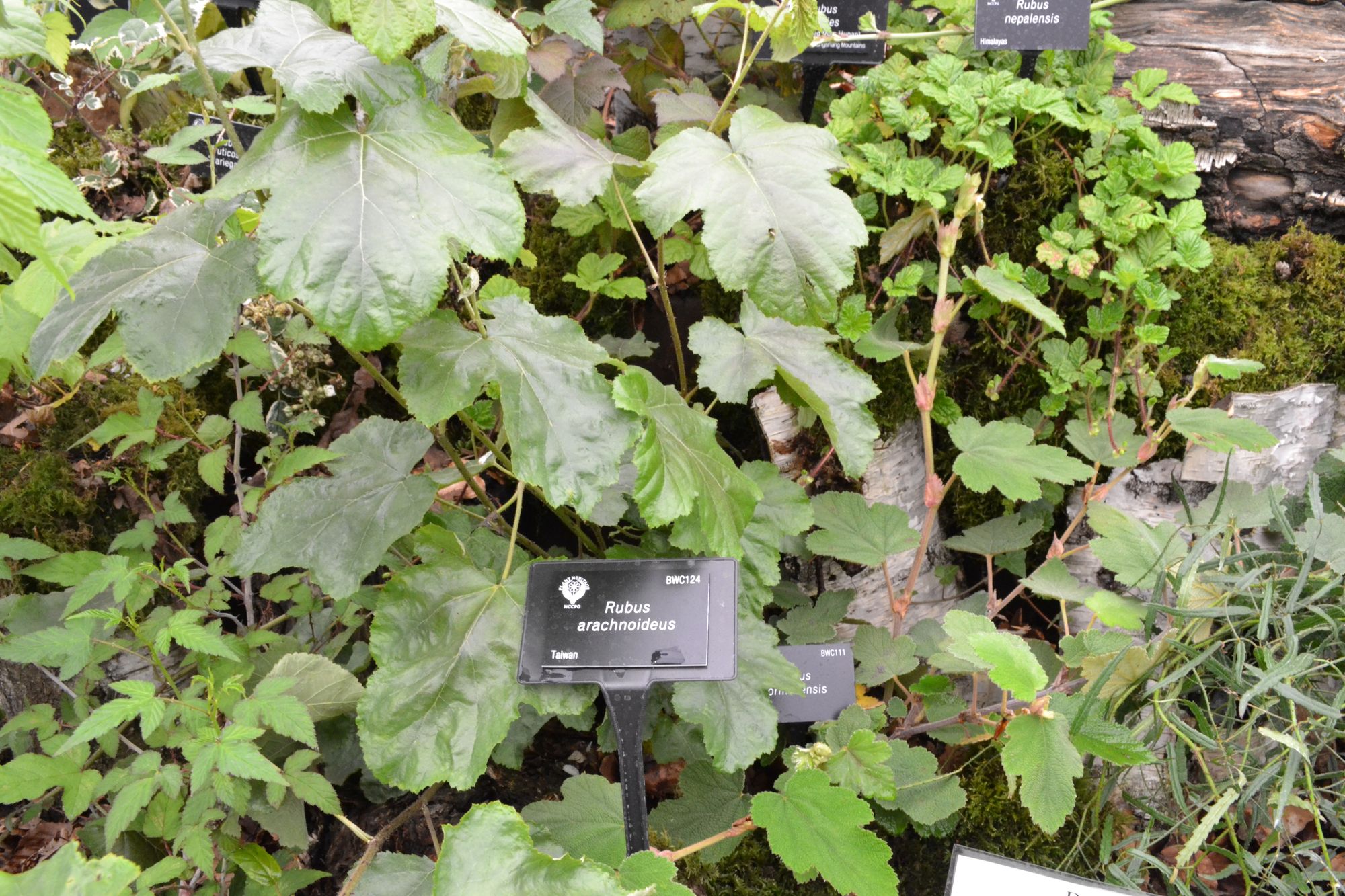 Gervuogė (Rubus arachnoideus)