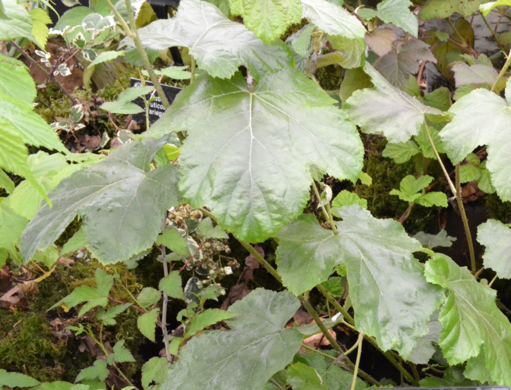 Gervuogė (Rubus arachnoideus)