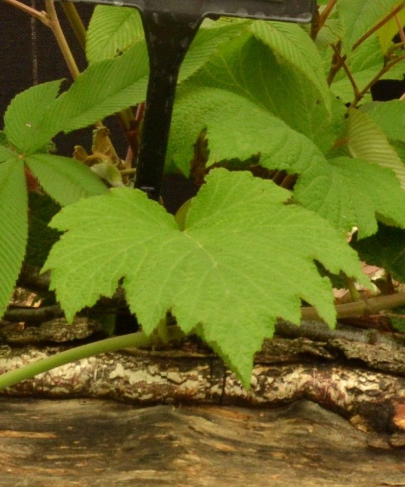 Gervuogė (Rubus lineatus)