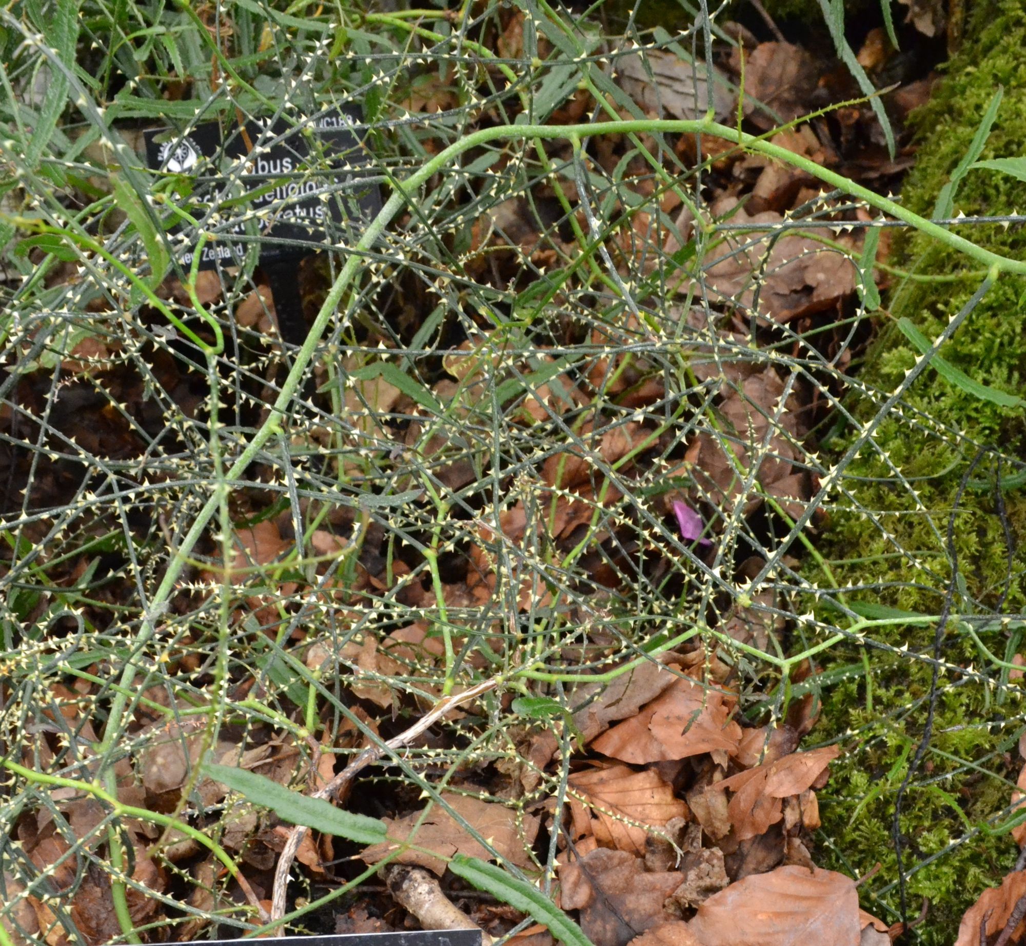Gervuogė (Rubus squarrosus)