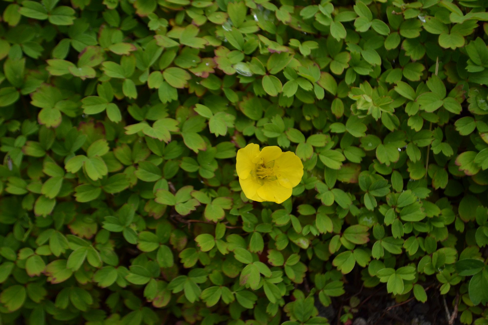 Himalajinė sidabražolė (Potentilla eriocarpa)
