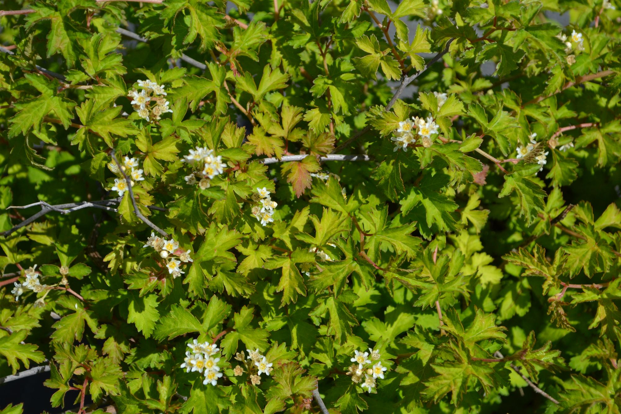 Karpytalapė stefanandra 'Crispa' (Stephanandra incisa)