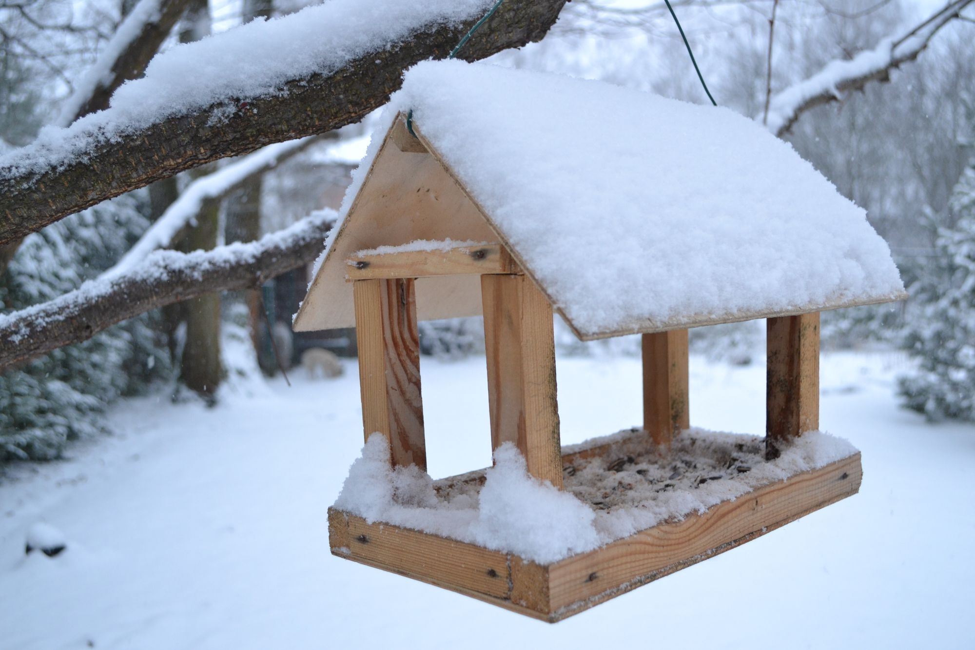 LESYKLOS IR INKILAI ŽIEMĄ