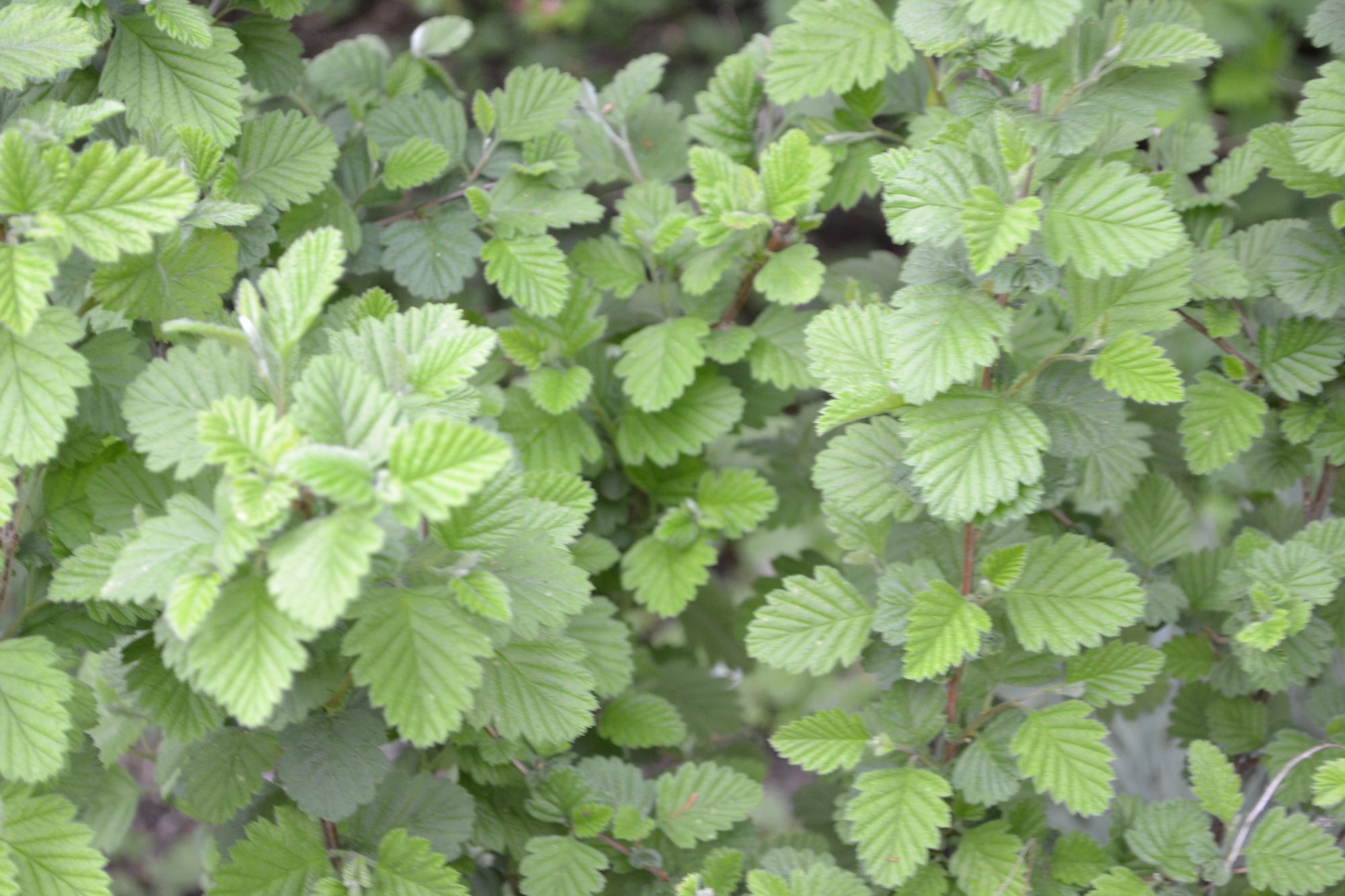 Įvairialapis lanksvūnas (Holodiscus discolor)
