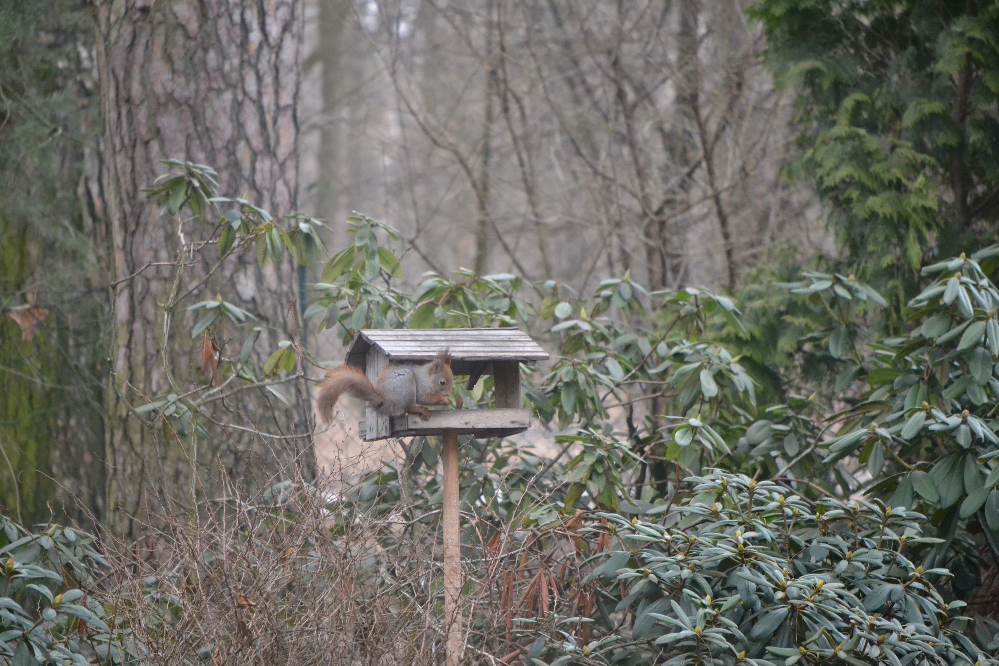 LESYKLOS IR INKILAI ŽIEMĄ