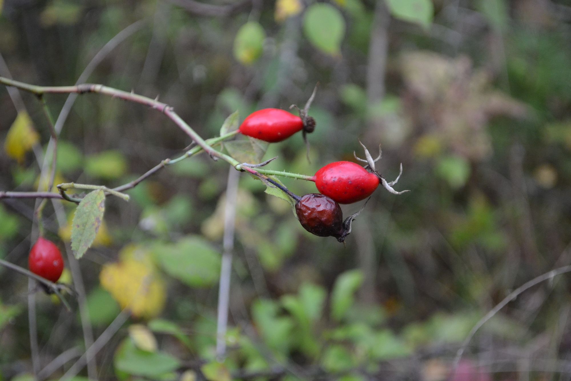 Paprastasis erškėtis (Rosa canina)
