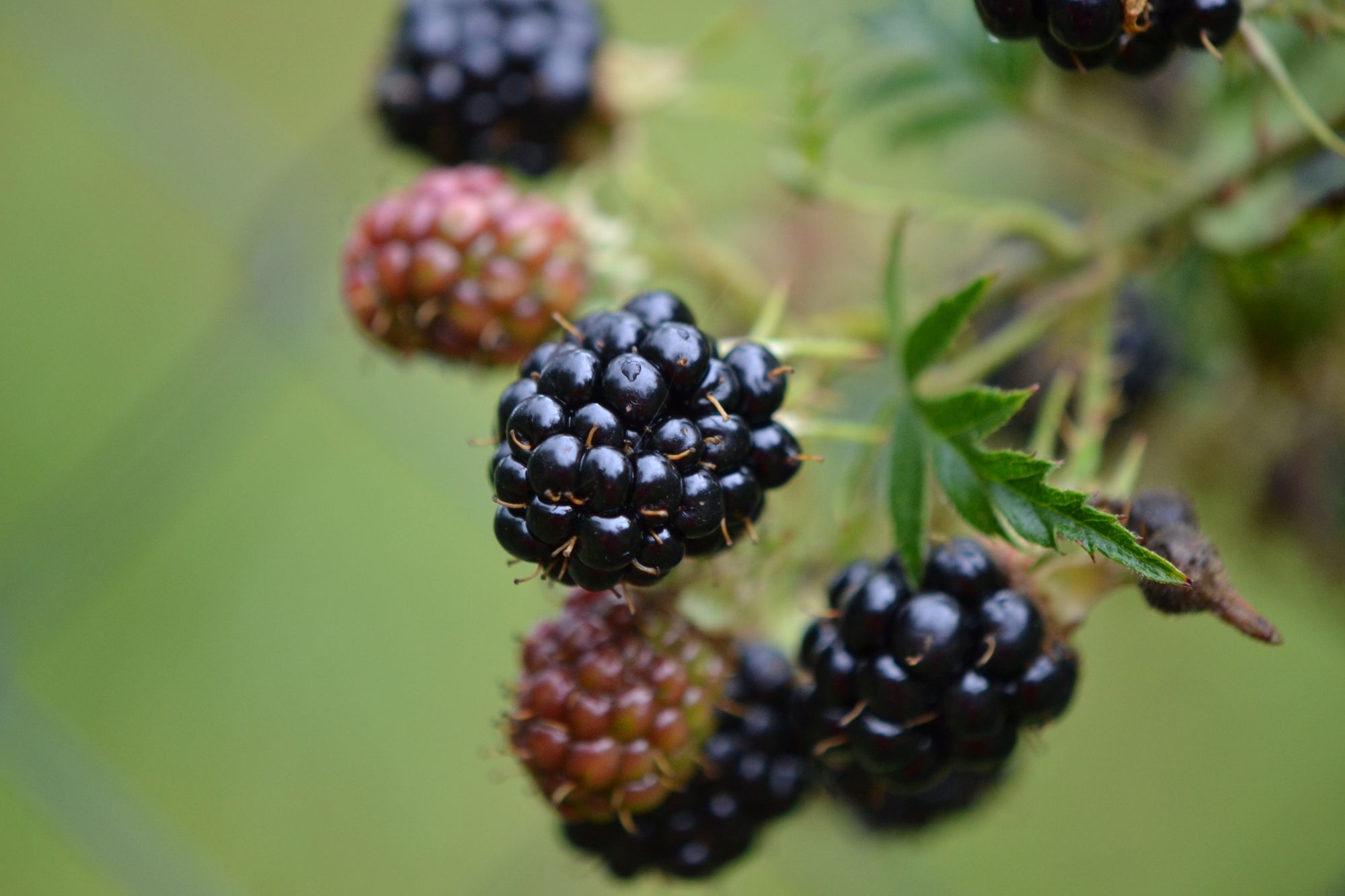 Plunksnalapė gervuogė (Rubus laciniatus)
