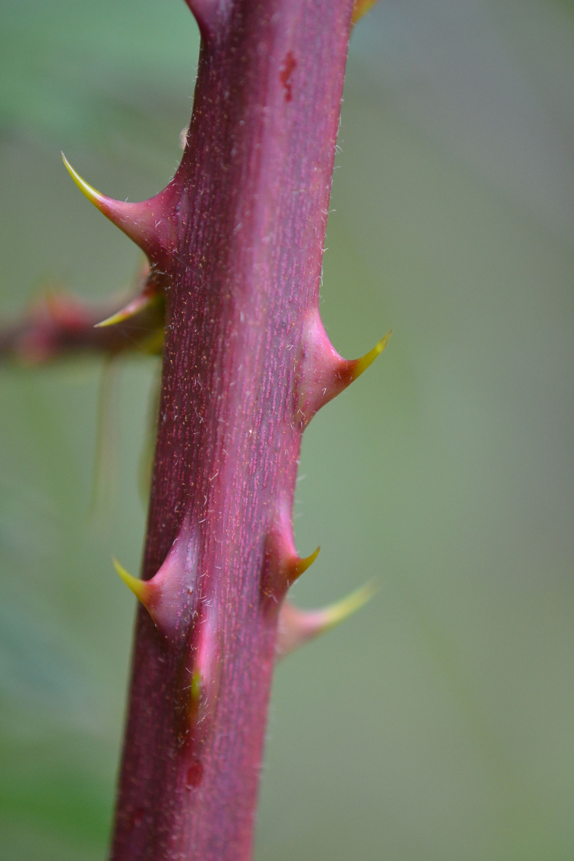 Plunksnalapė gervuogė (Rubus laciniatus)