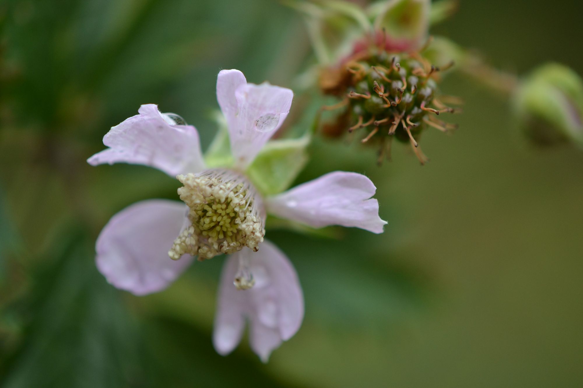 Plunksnalapė gervuogė (Rubus laciniatus)