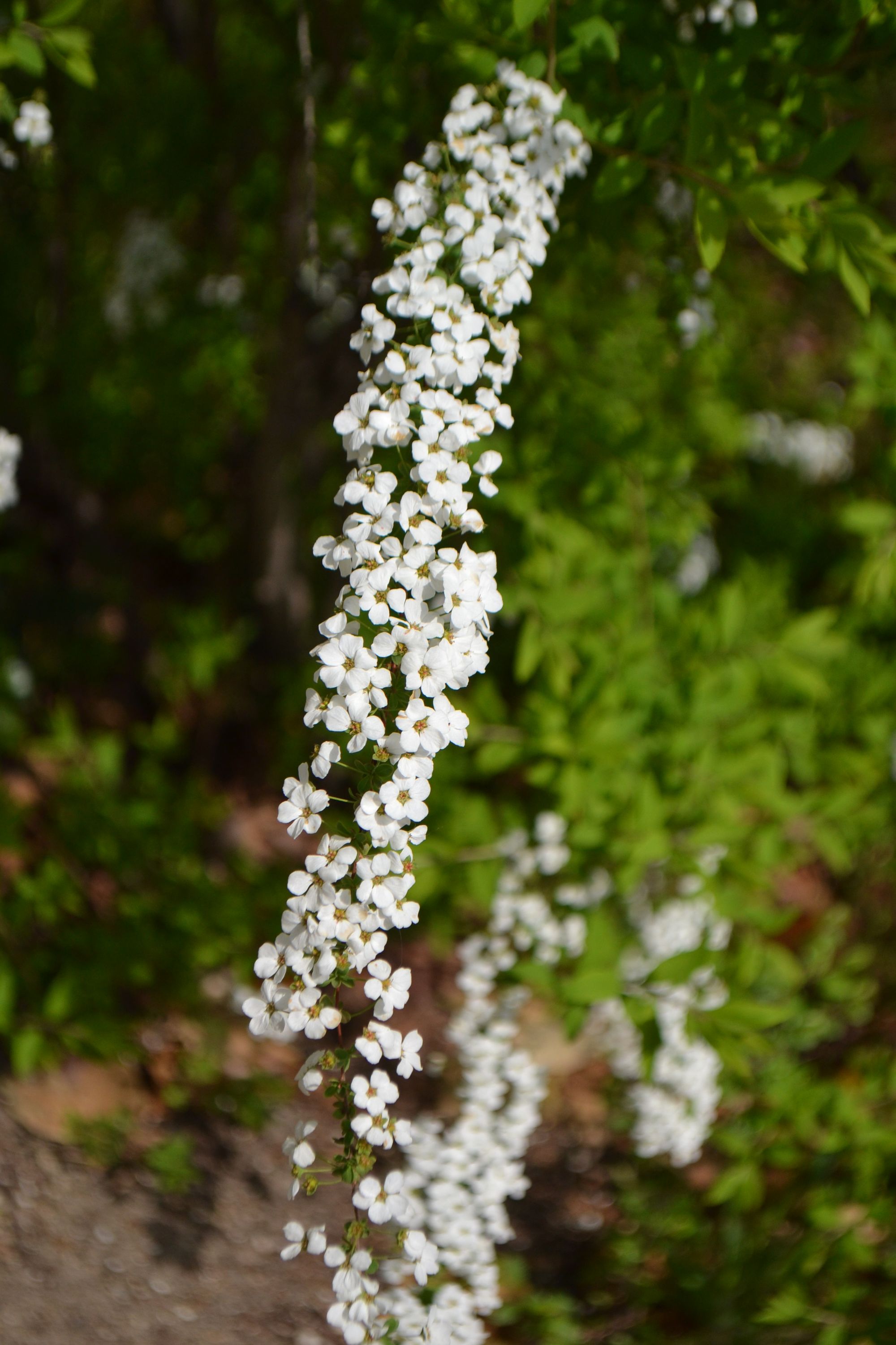 Linalapė lanksva, sin. tunbergo lanksva (Spiraea thunbergii)