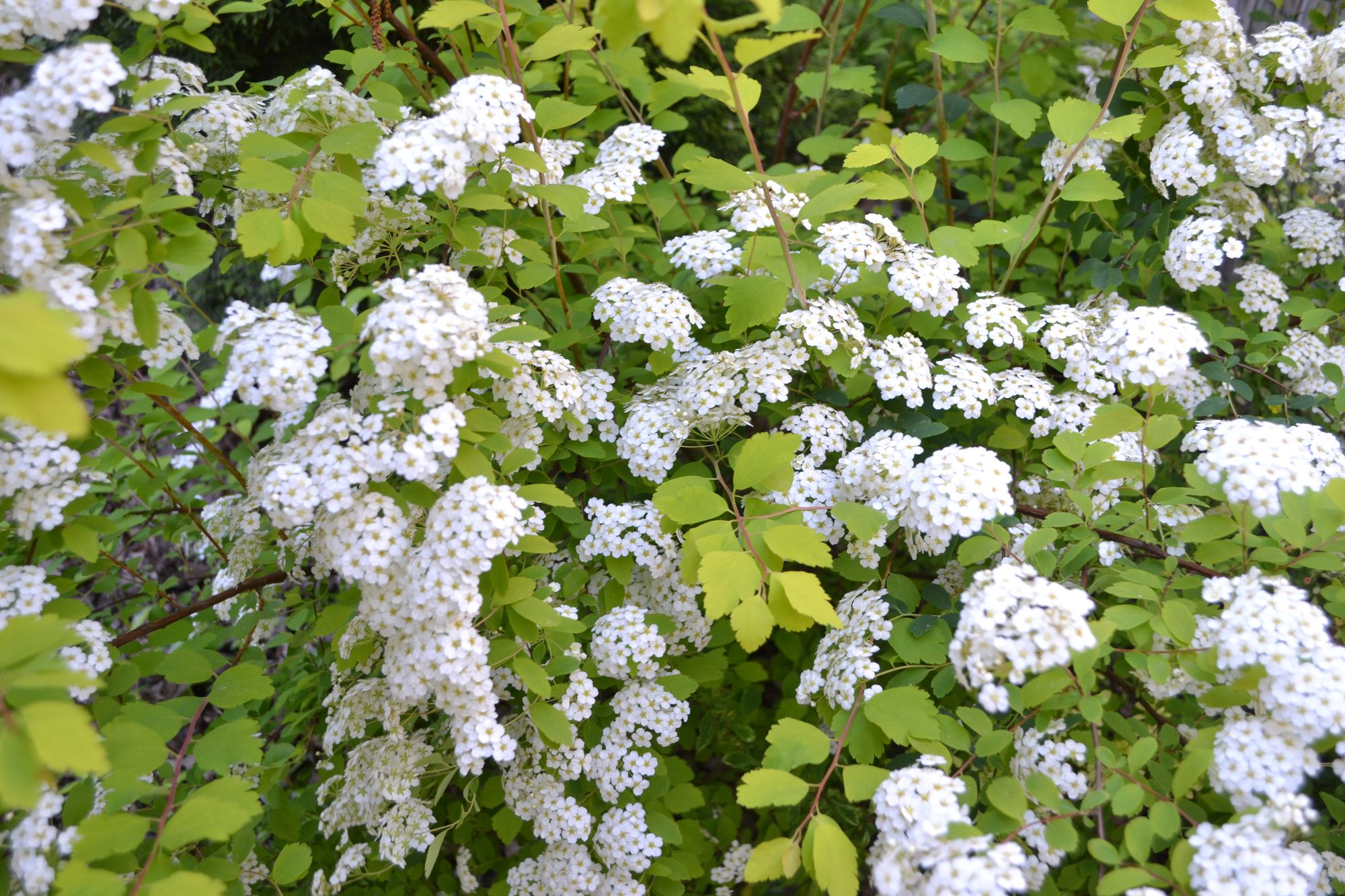 Rombalapė lanksva 'Gold Fountain' (Spiraea x vanhouttei)