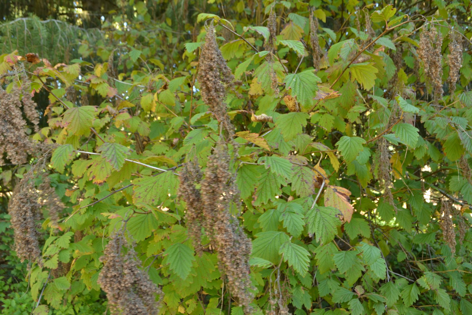 Įvairialapis lanksvūnas (Holodiscus discolor)