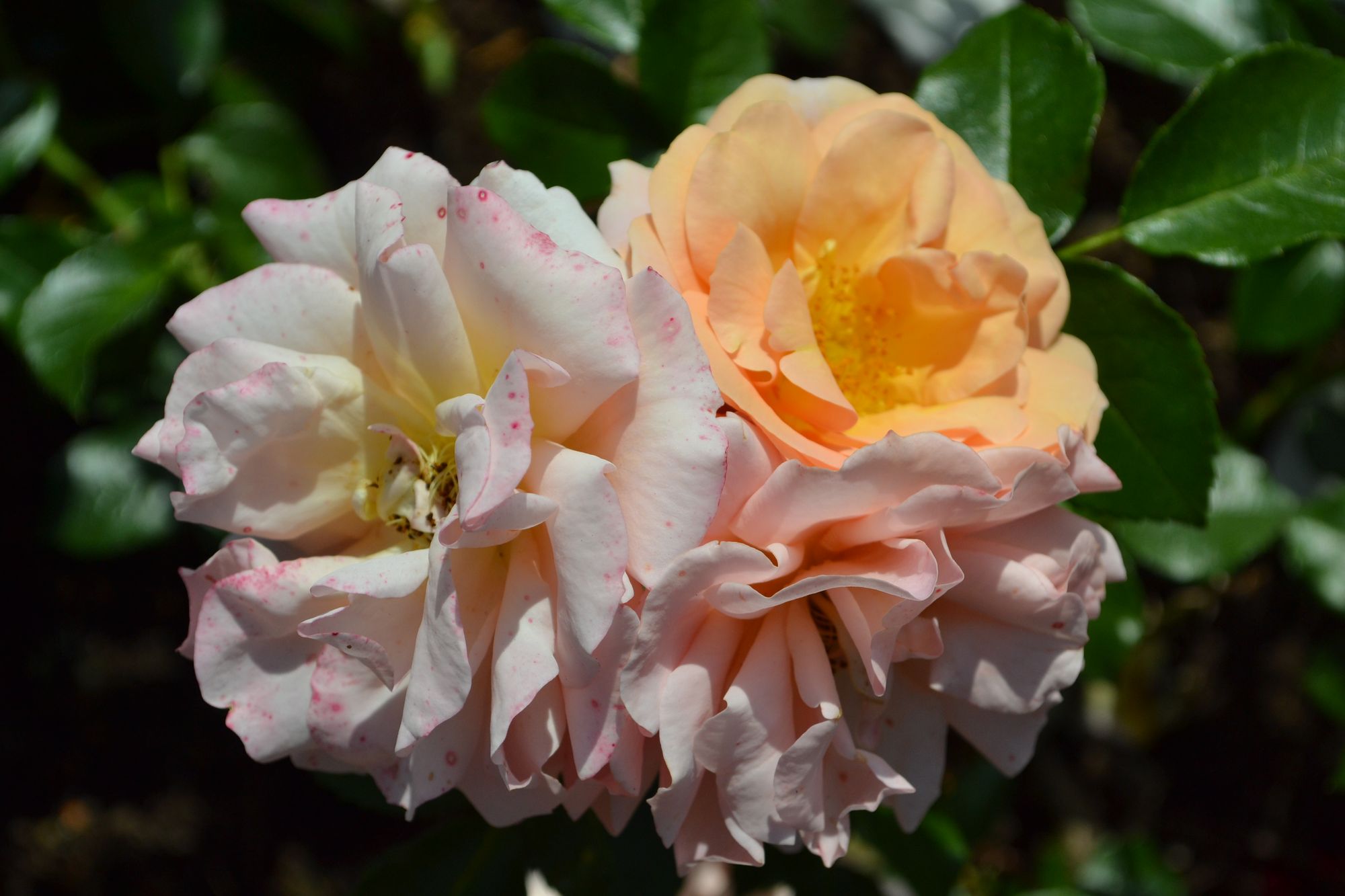 Rožė 'Apricola' (Rosa)