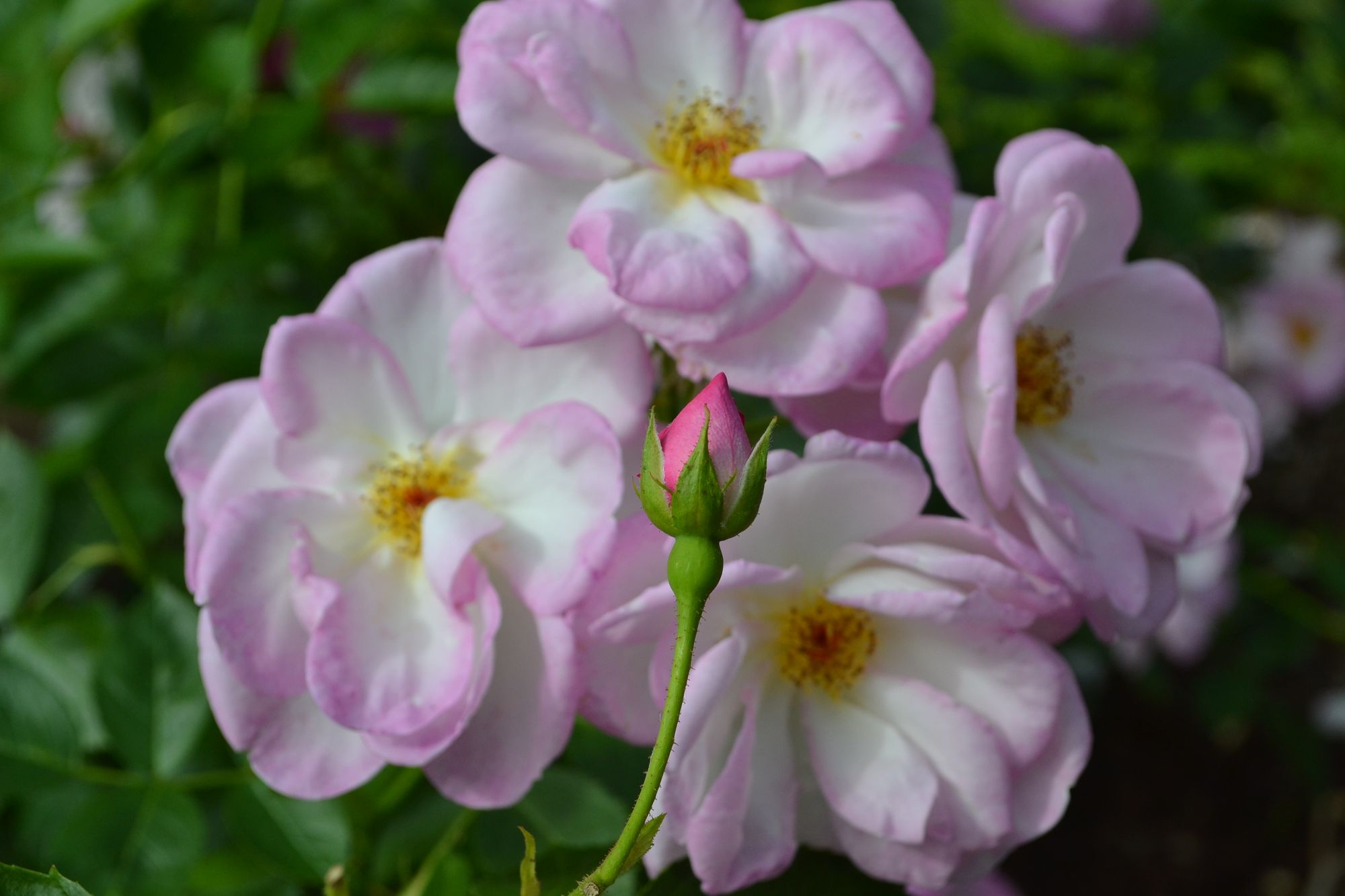 Rožė 'Escapade' (syn. 'Harpade')