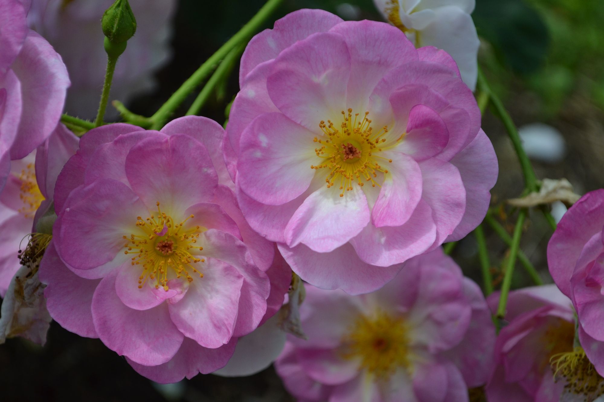 Rožė 'Escapade' (syn. 'Harpade')