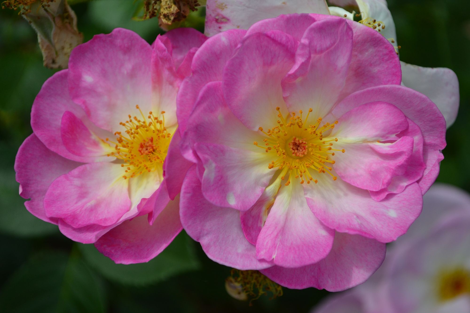 Rožė 'Escapade' (syn. 'Harpade')