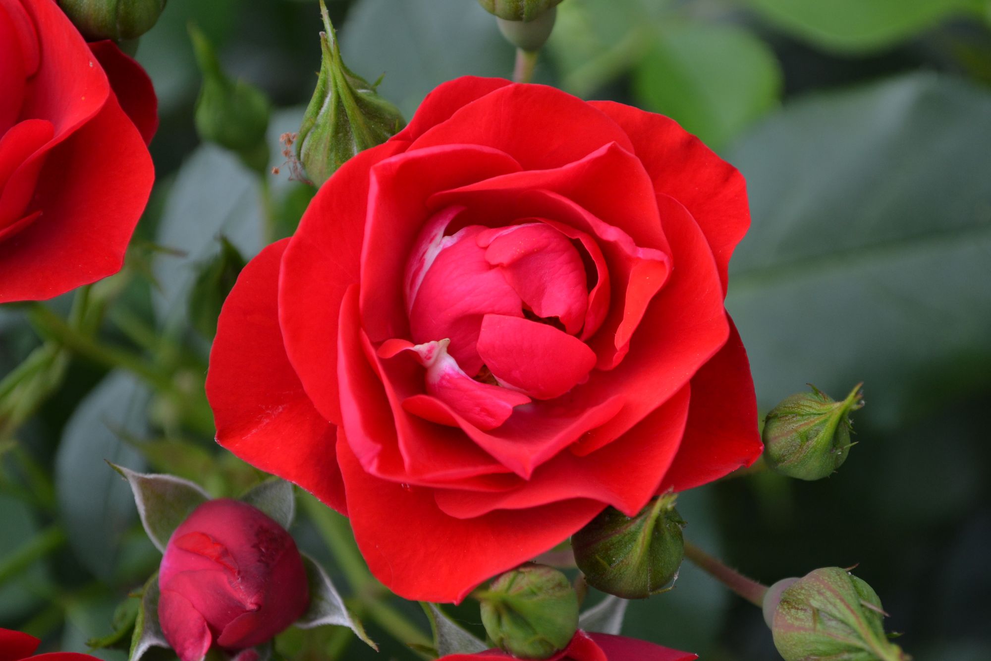 Rožė 'Black Forrest Rose' (Rosa)