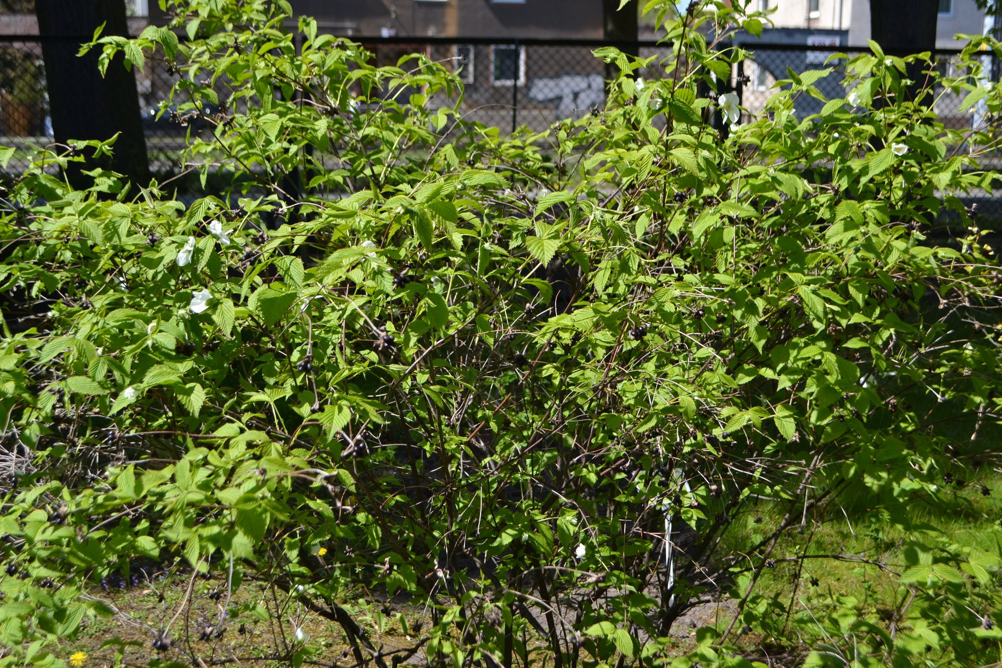 Balltažiedis rožainis (Rhodotypos scandens)