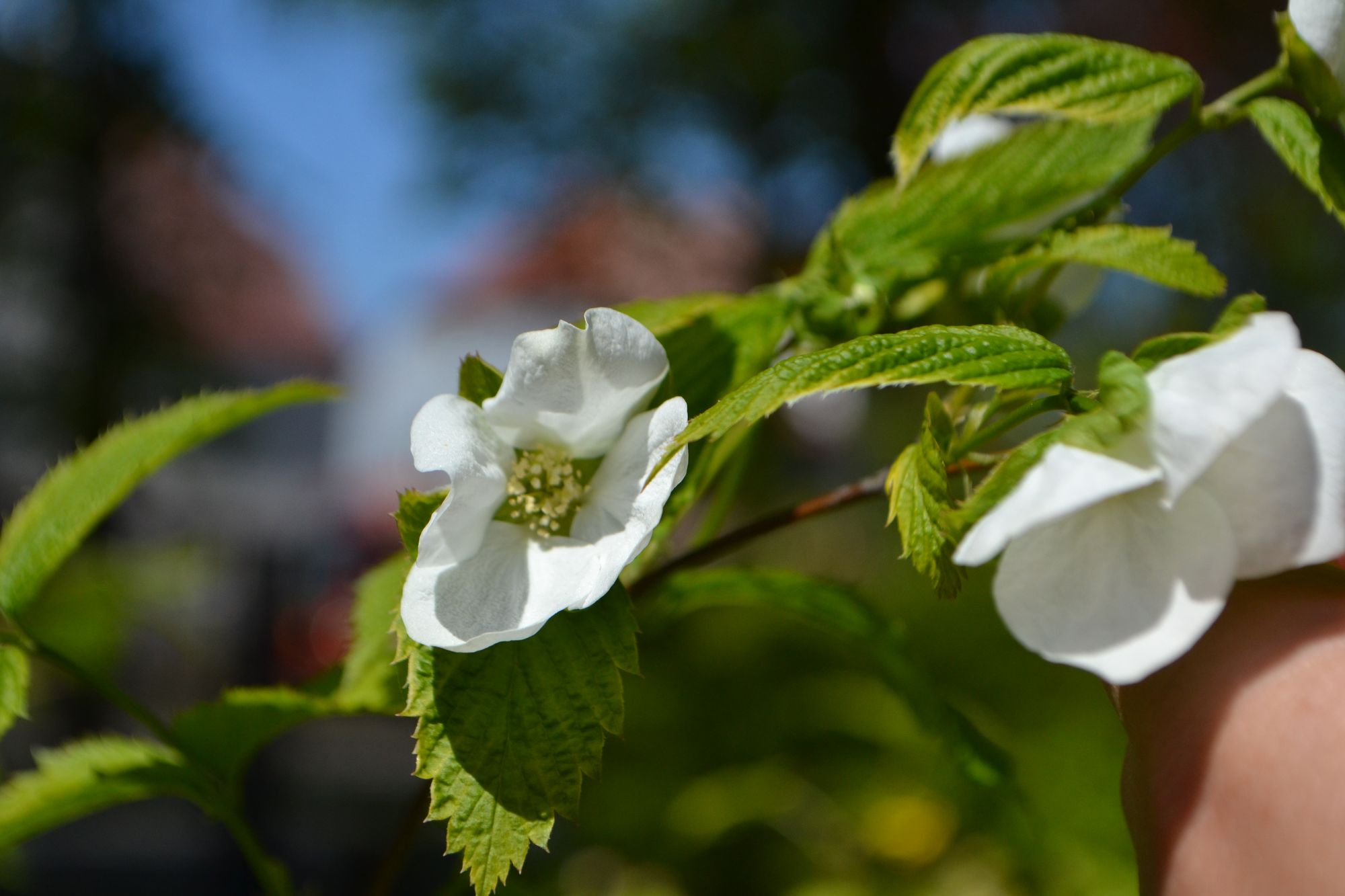 Balltažiedis rožainis (Rhodotypos scandens)