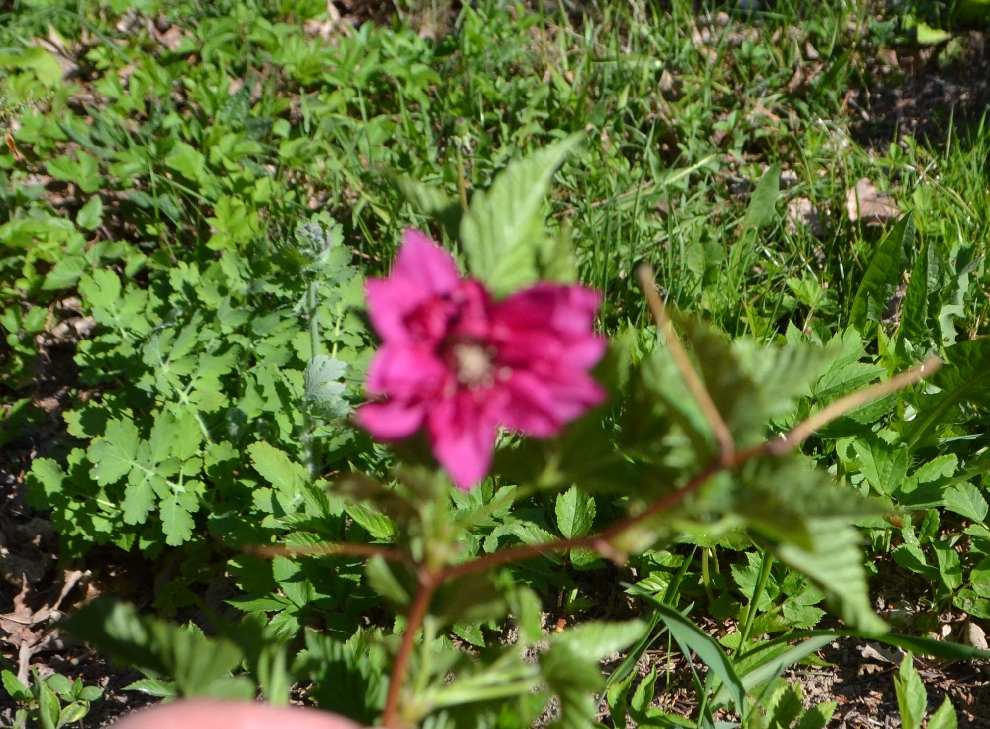 Puošnioji avietė 'Olympic Double' (Rubus spectabilis)
