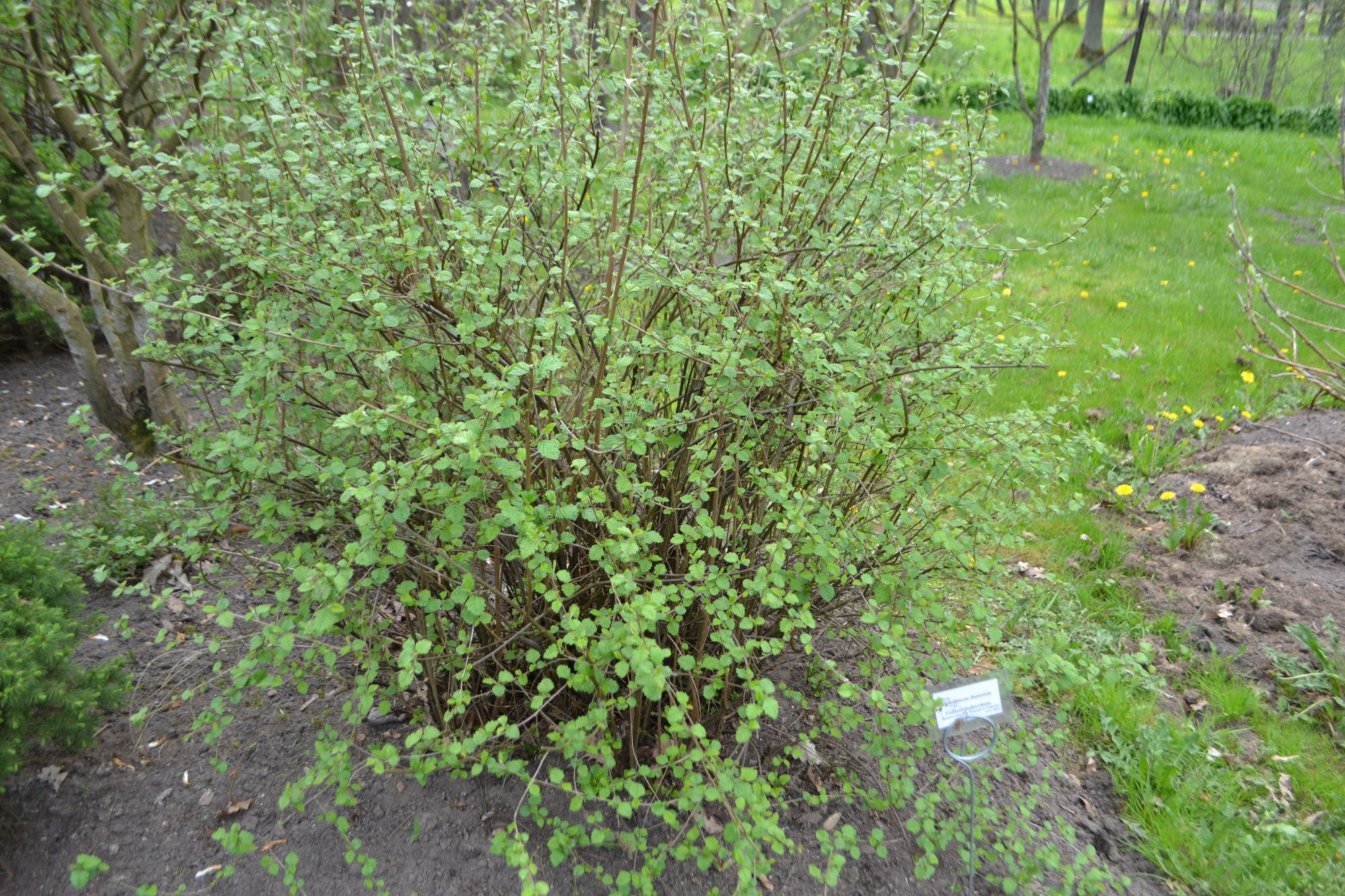 Uolinis lanksvūnas (Holodiscus dumosus)