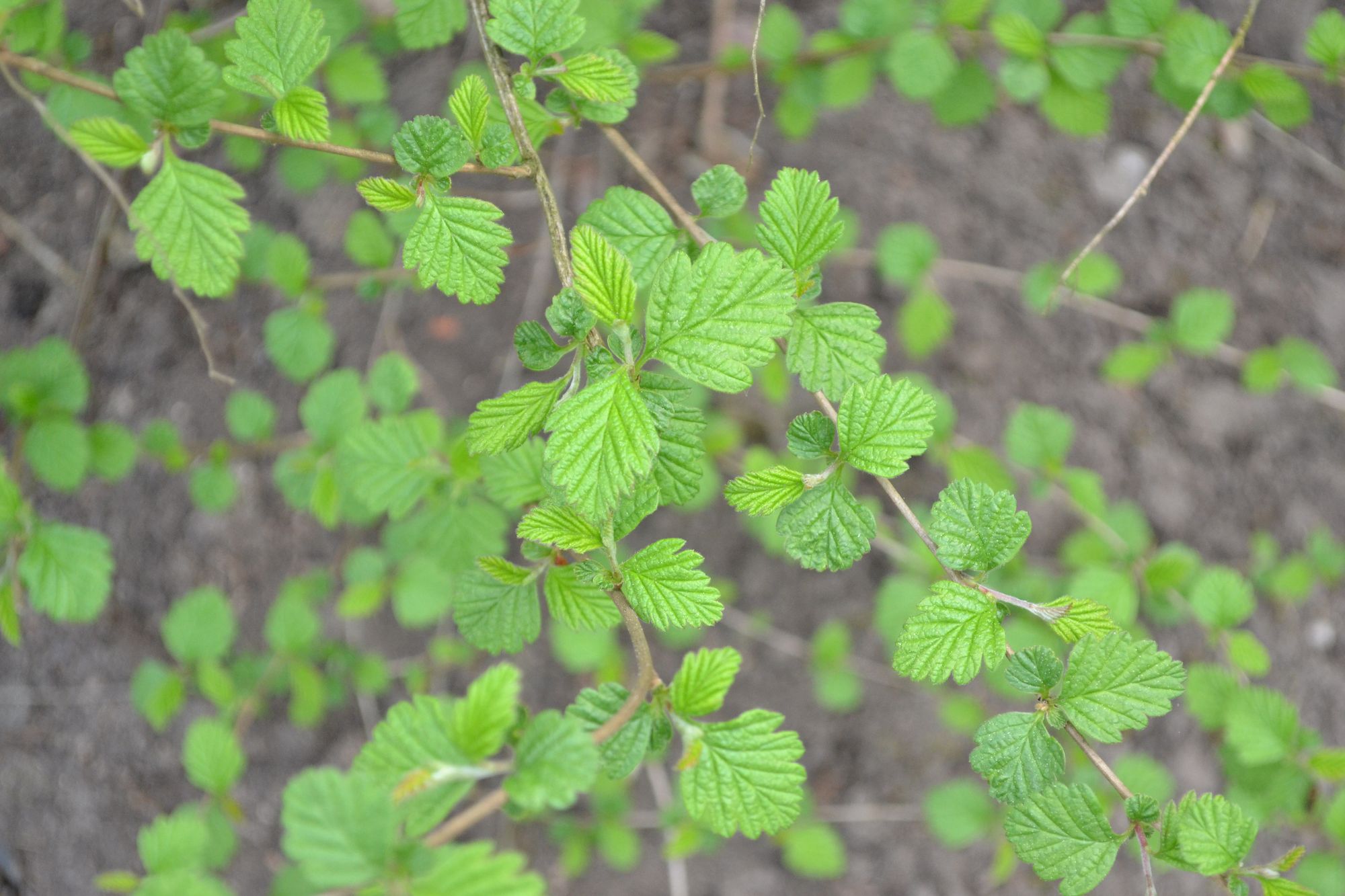 Uolinis lanksvūnas (Holodiscus dumosus)