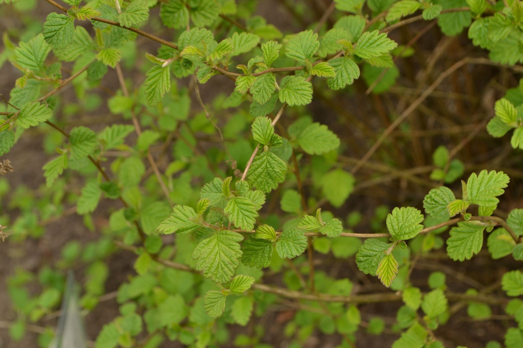 Uolinis lanksvūnas (Holodiscus dumosus)