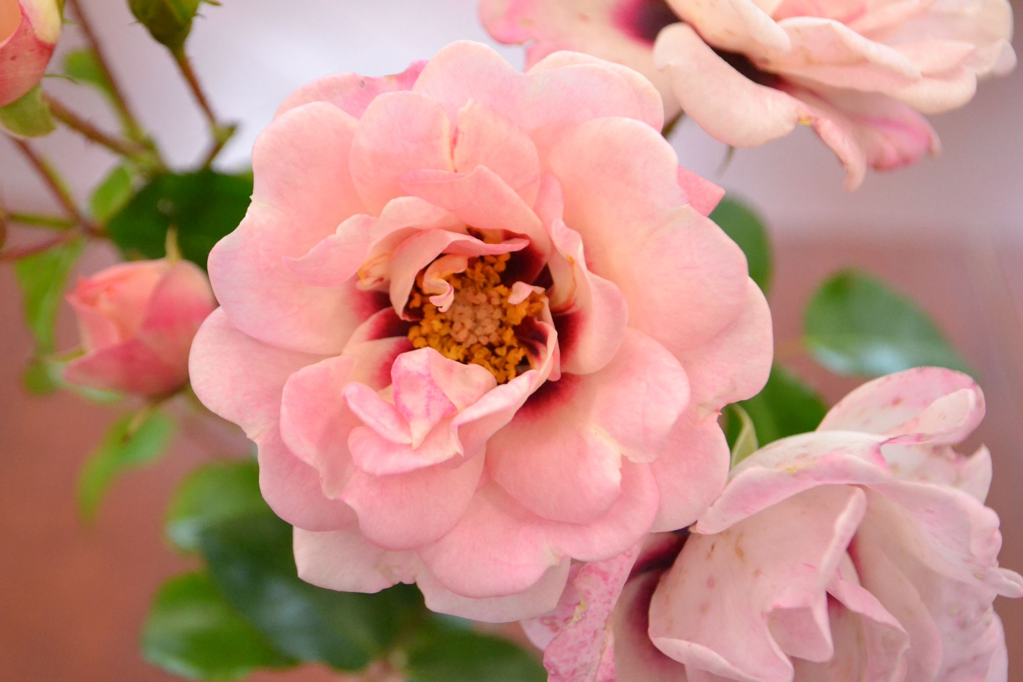 Rožė 'Angel Eyes' (Rosa)