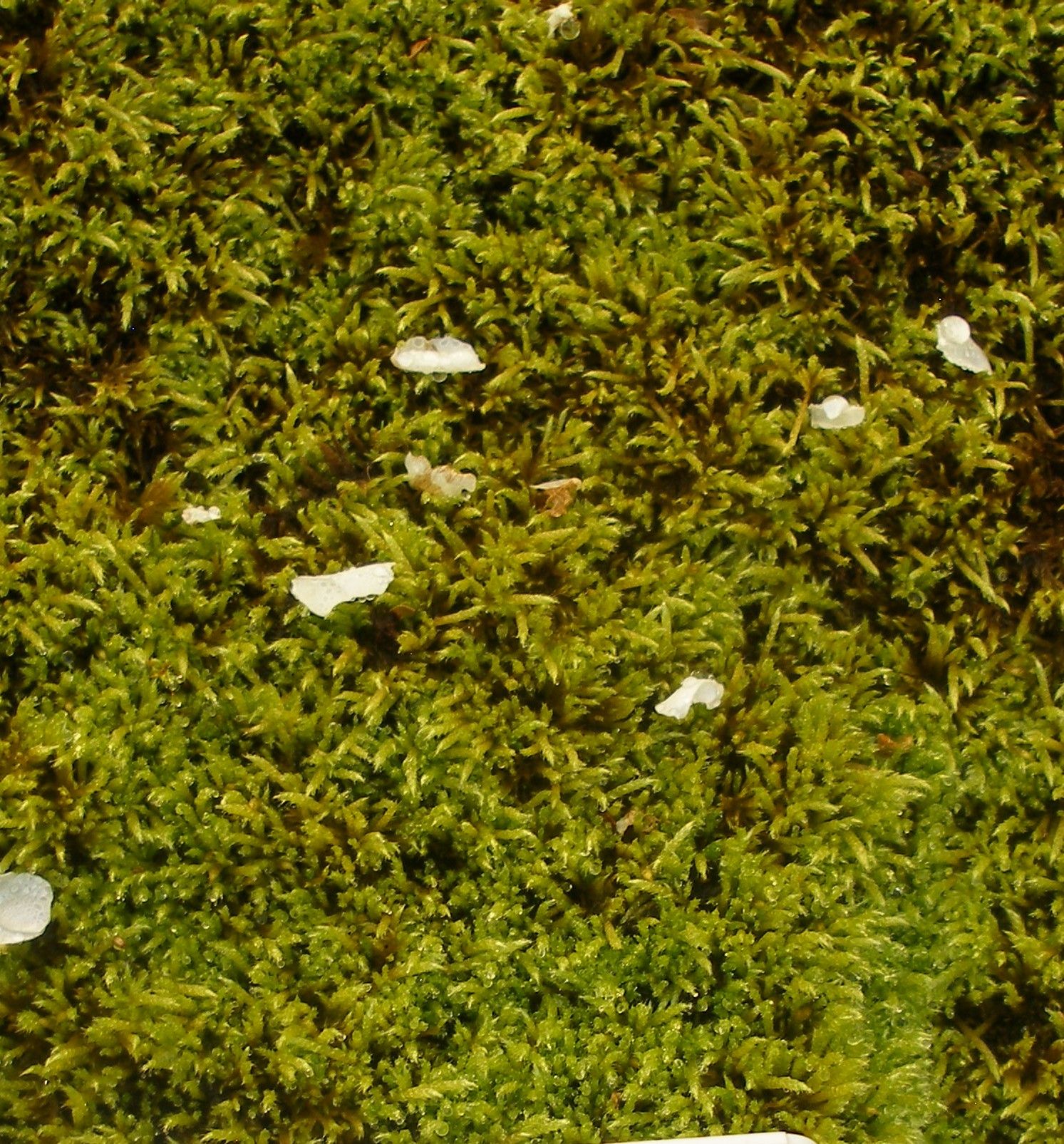 Trumpė (Brachythecium plumosum)