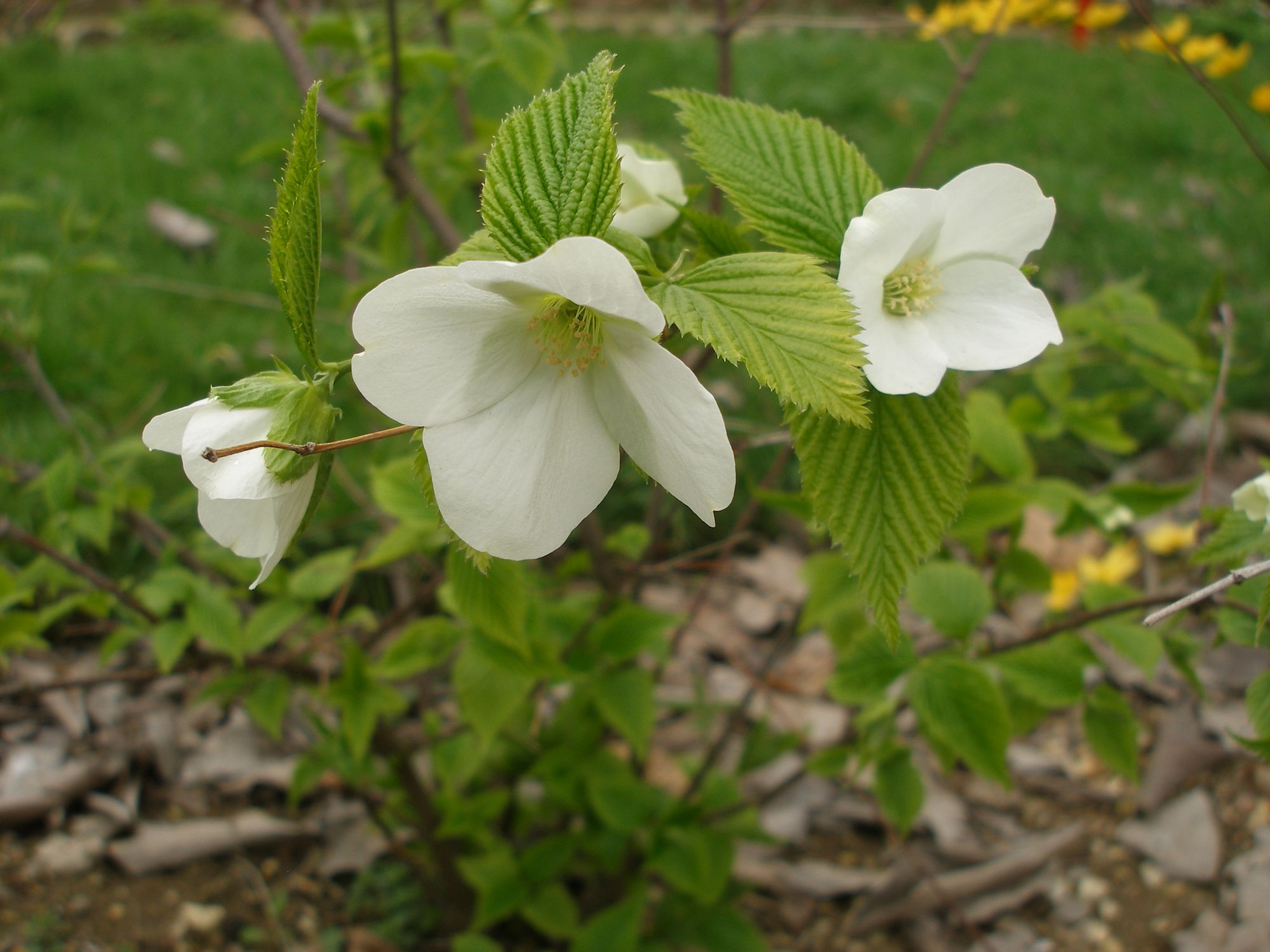 Balltažiedis rožainis (Rhodotypos scandens)
