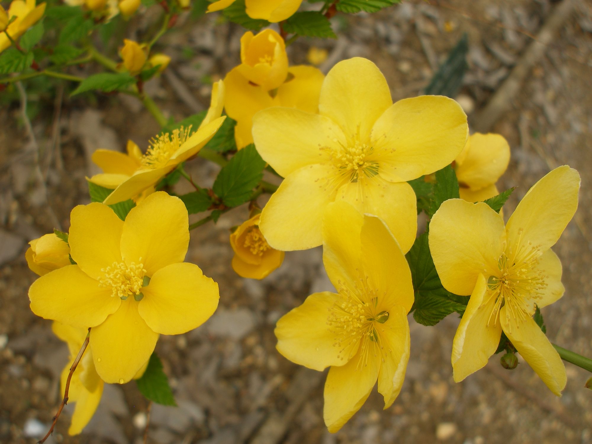 Japoninė kerija (Kerria japonica)