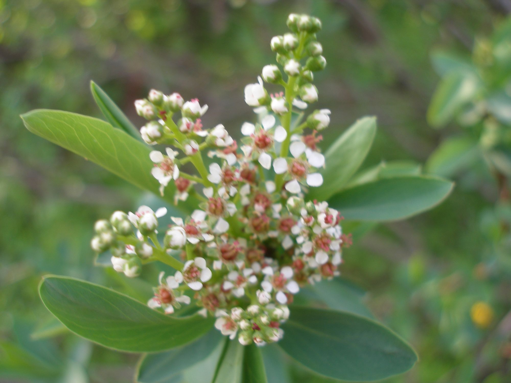 Altajinė sibirutė (Sibiraea laevigata)