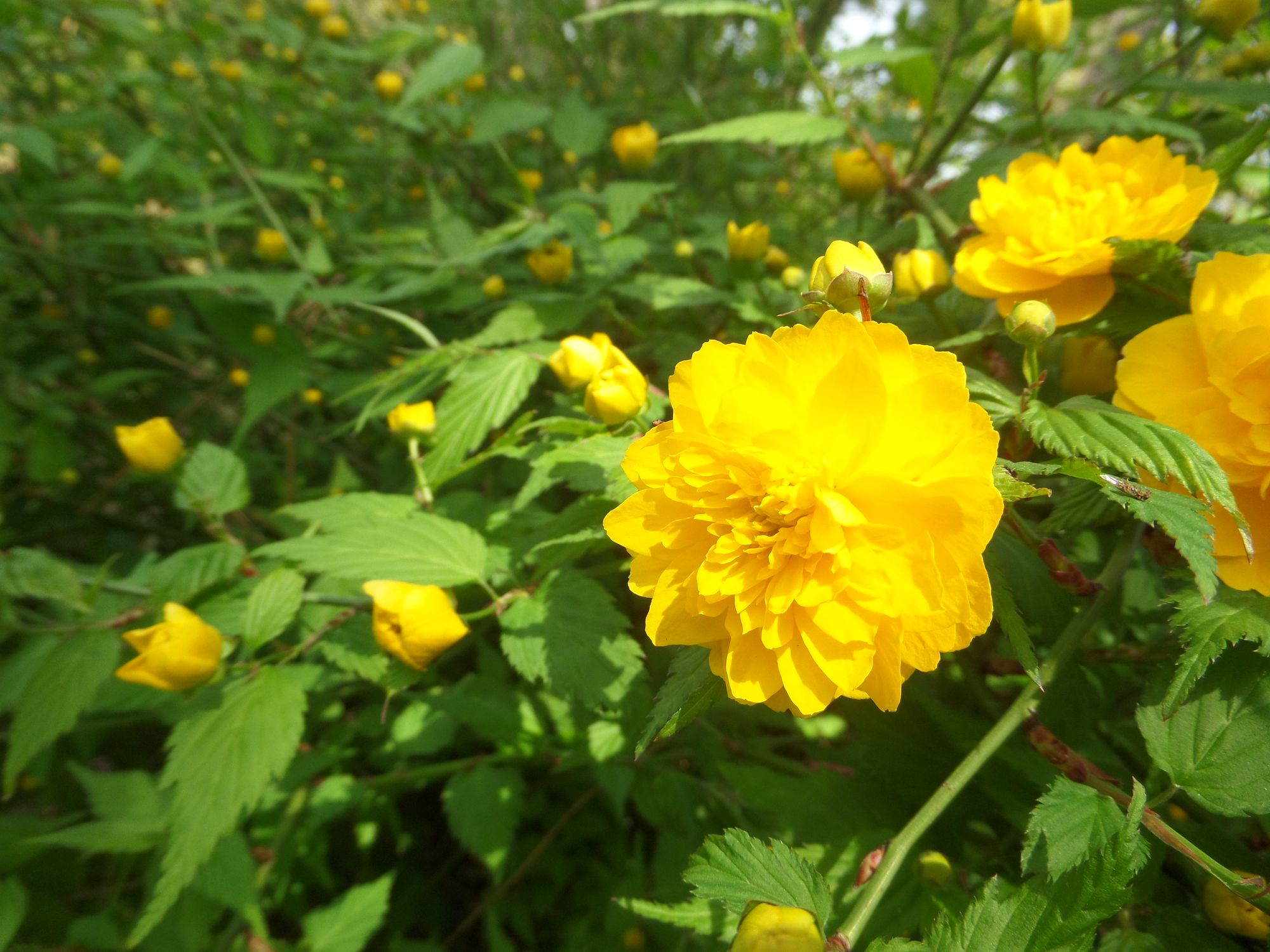 Japoninė kerija 'Pleniflora' (Kerria japonica)