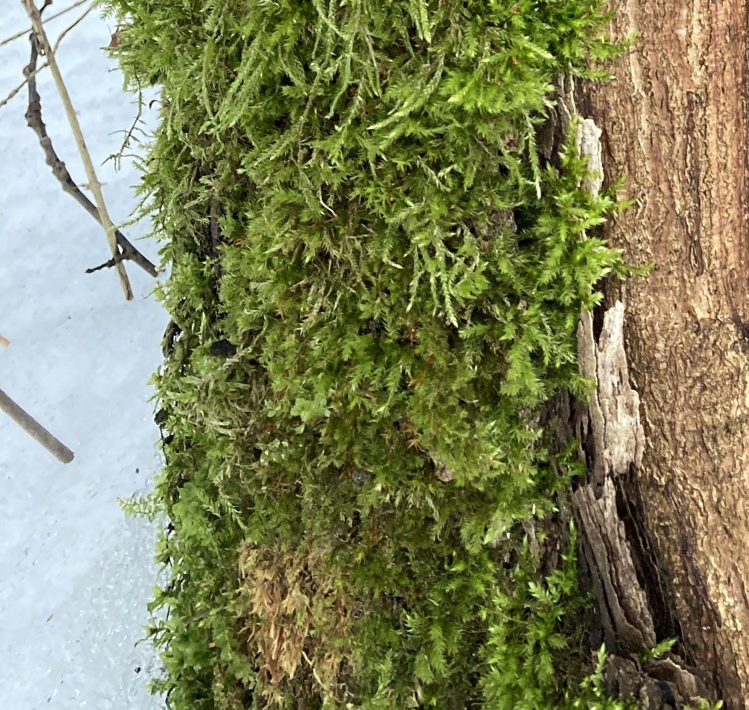 Plunksninė pliusnė (Neckera pennata)