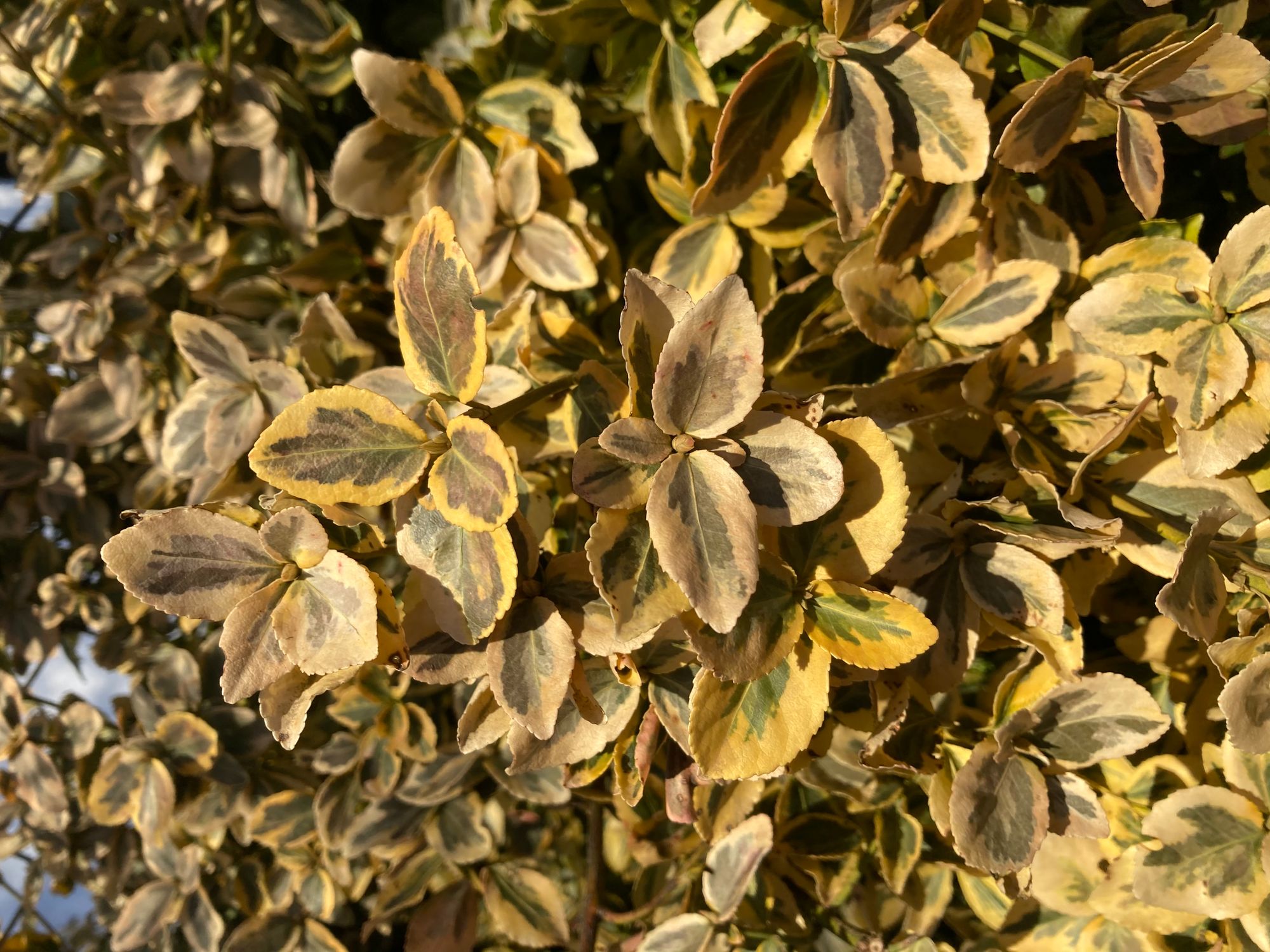 Vijoklinis ožekšnis 'Emerald'n Gold' (Euonymus fortunei), sin. Fortūno ožekšnis