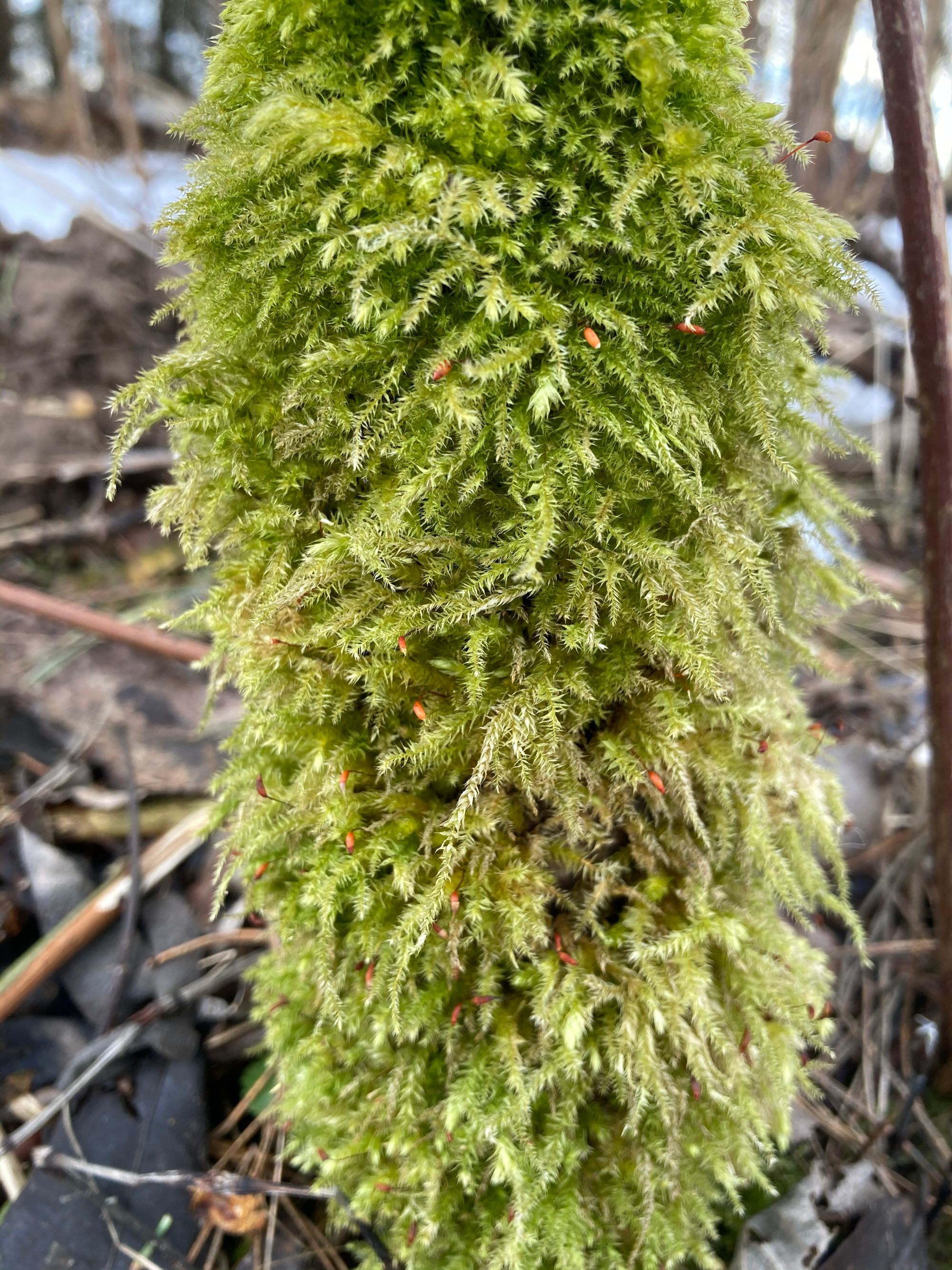 Žalioji trumpė (Brachythecium rutabulum)