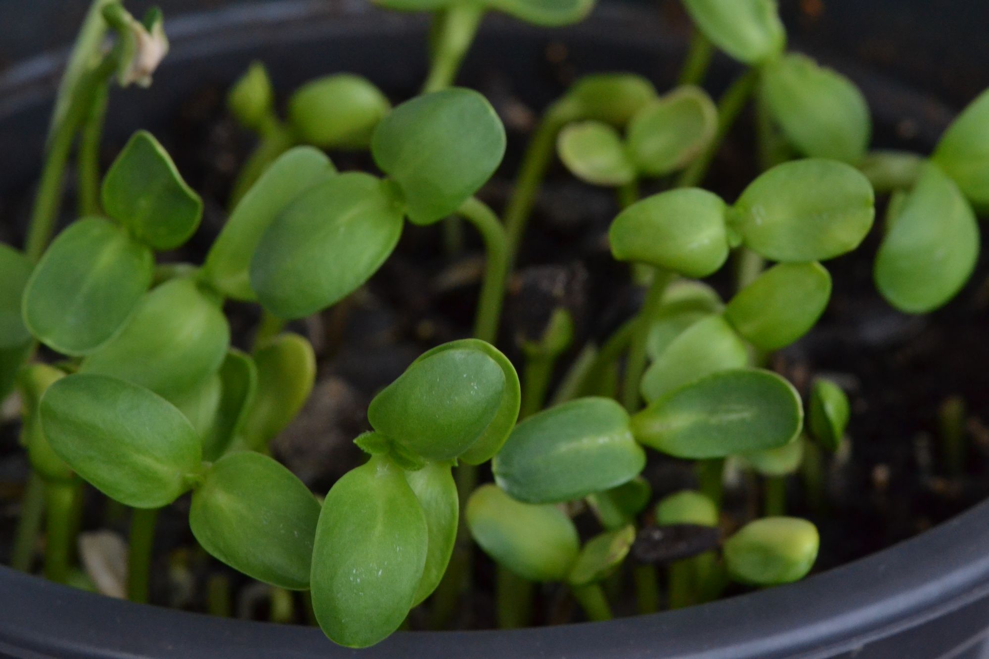 Tikroji saulėgrąža (Helianthus annuus)
