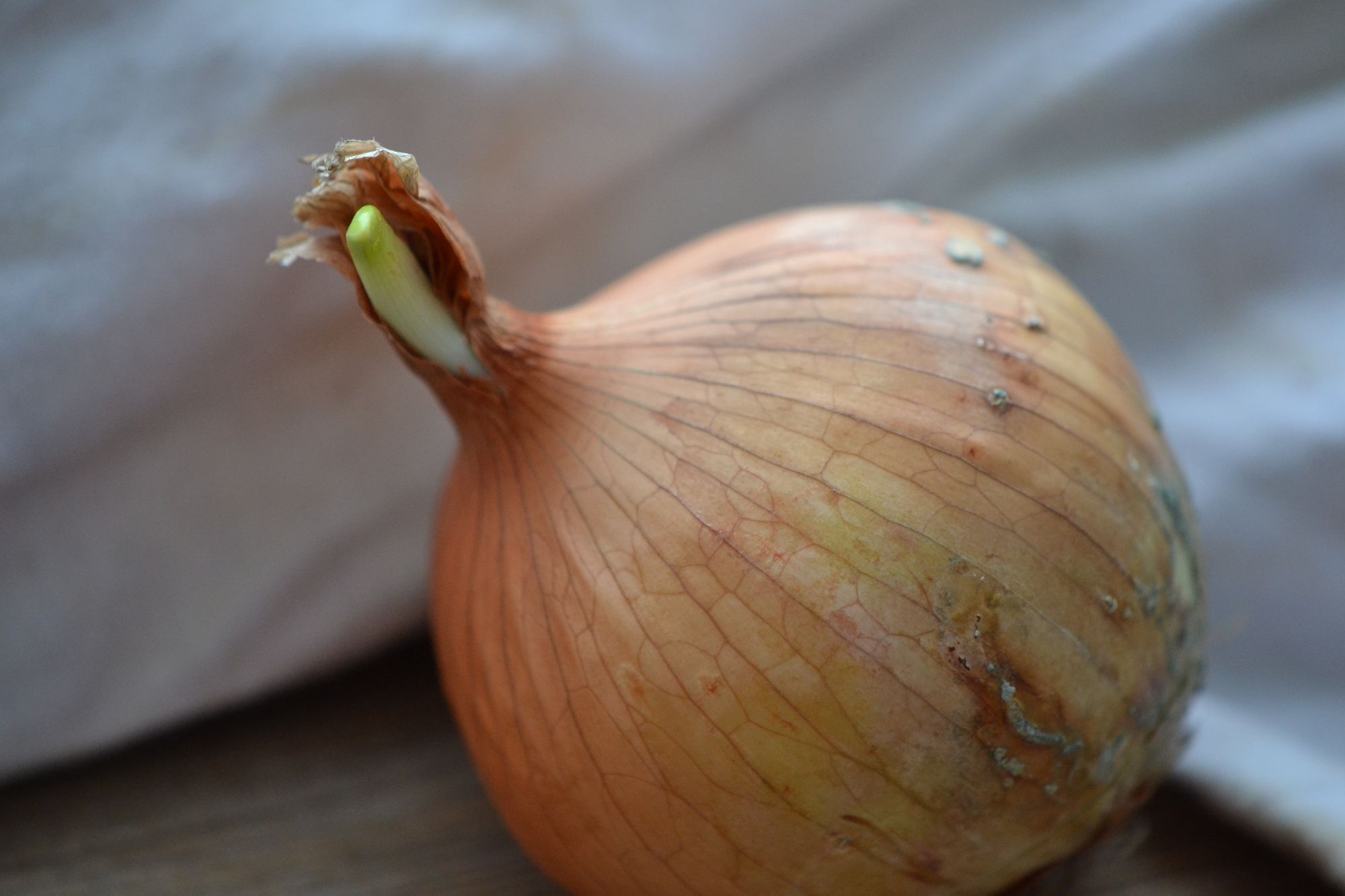 Valgomasis svogūnas (Allium cepa)