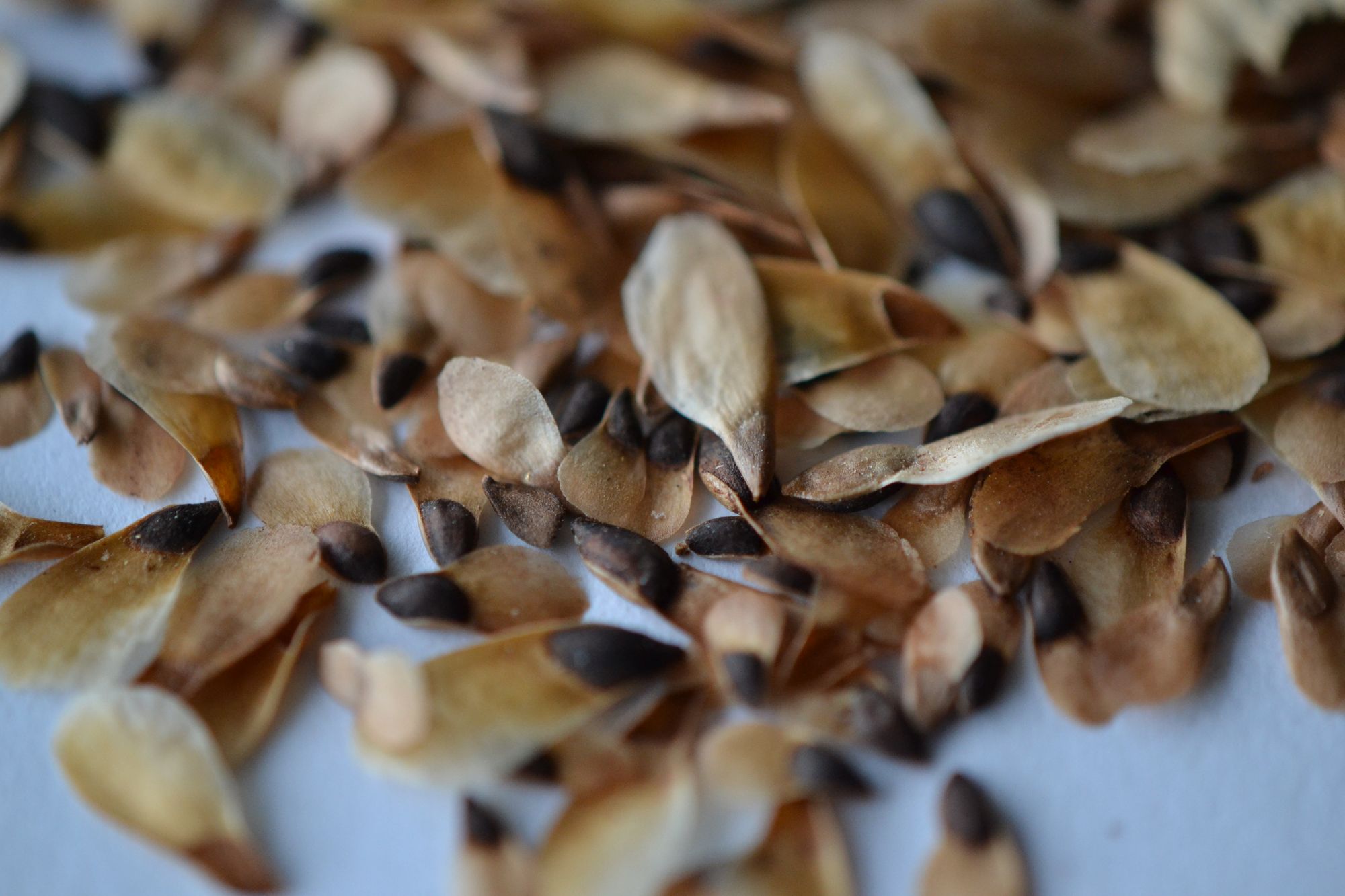 Paprastoji eglė 'Acrocona' (Picea abies)
