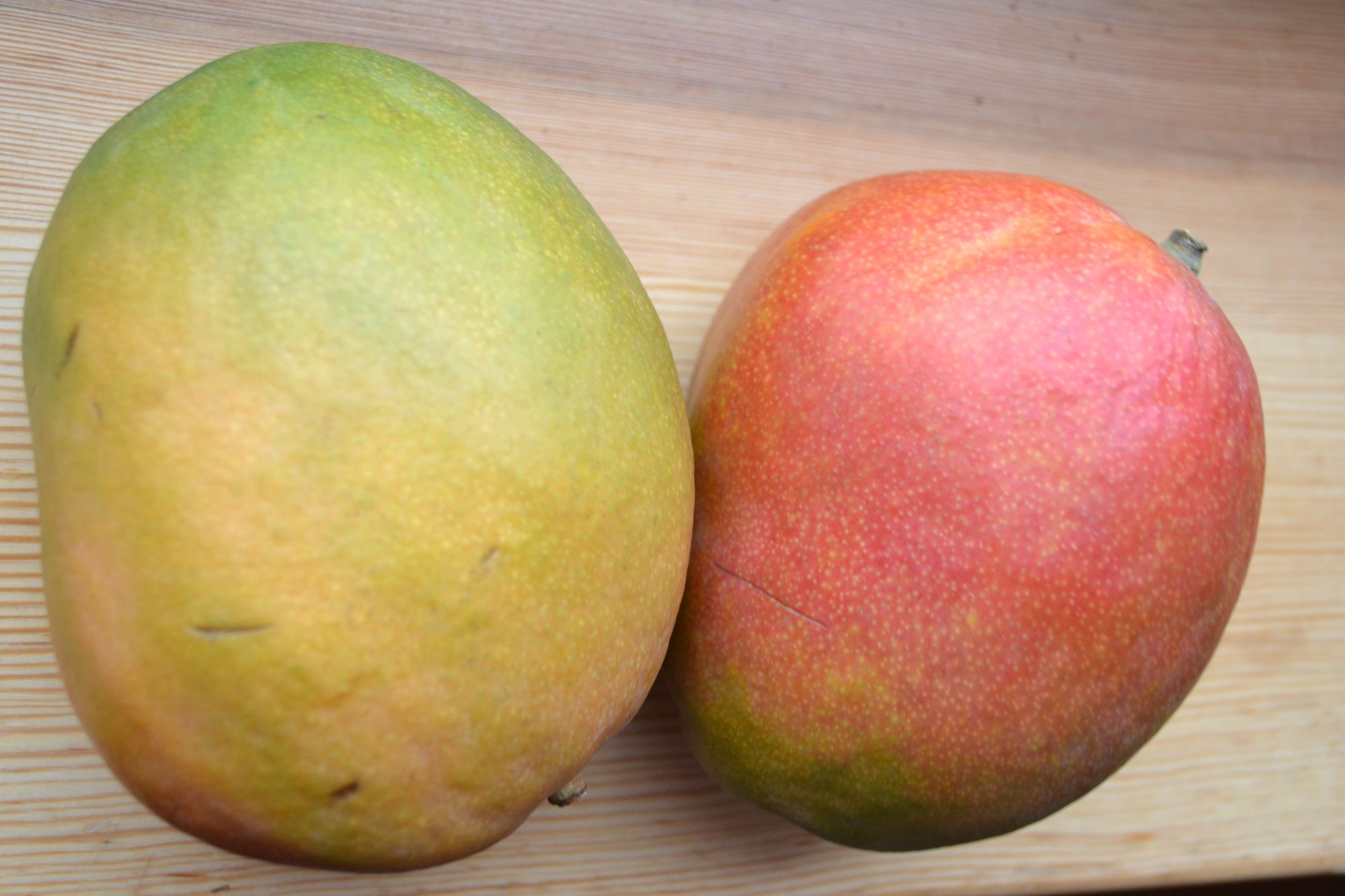 Indinis mangas (Mangifera indica)
