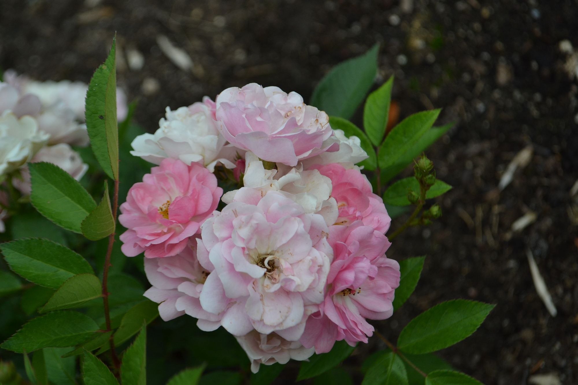 Rožė 'Perle Angevine' (Rosa)