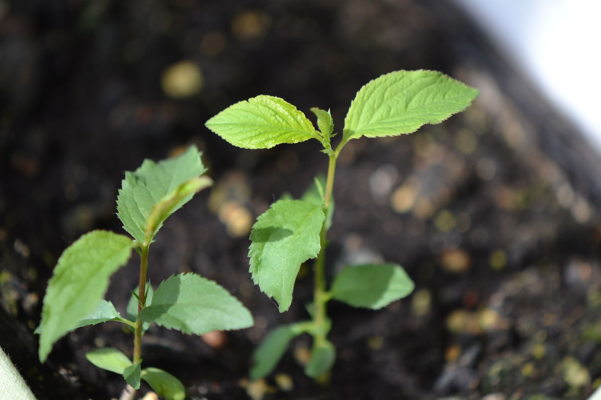 Dygioji slyva (Prunus spinosa)