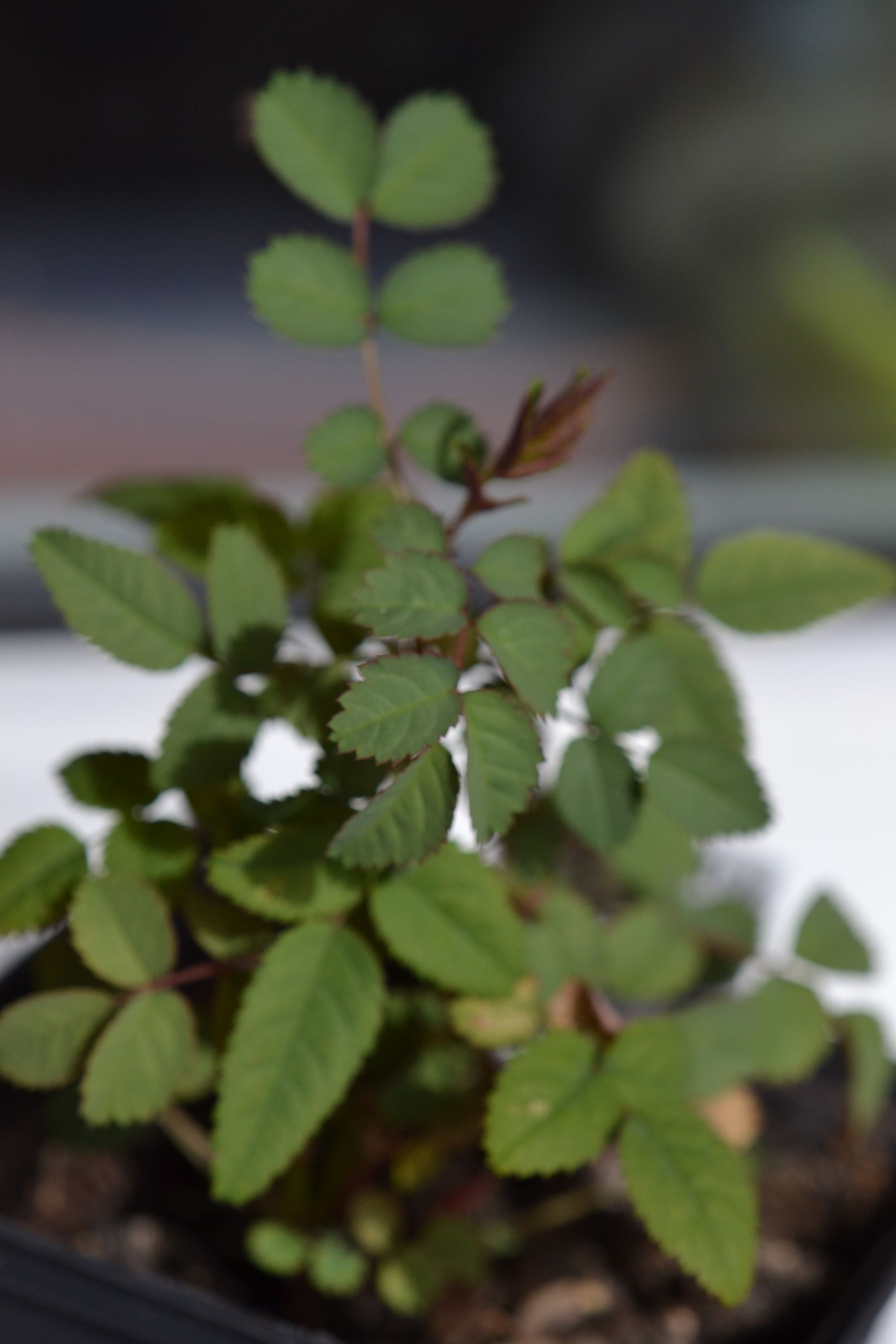 Gausiažiedis erškėtis (Rosa multiflora)