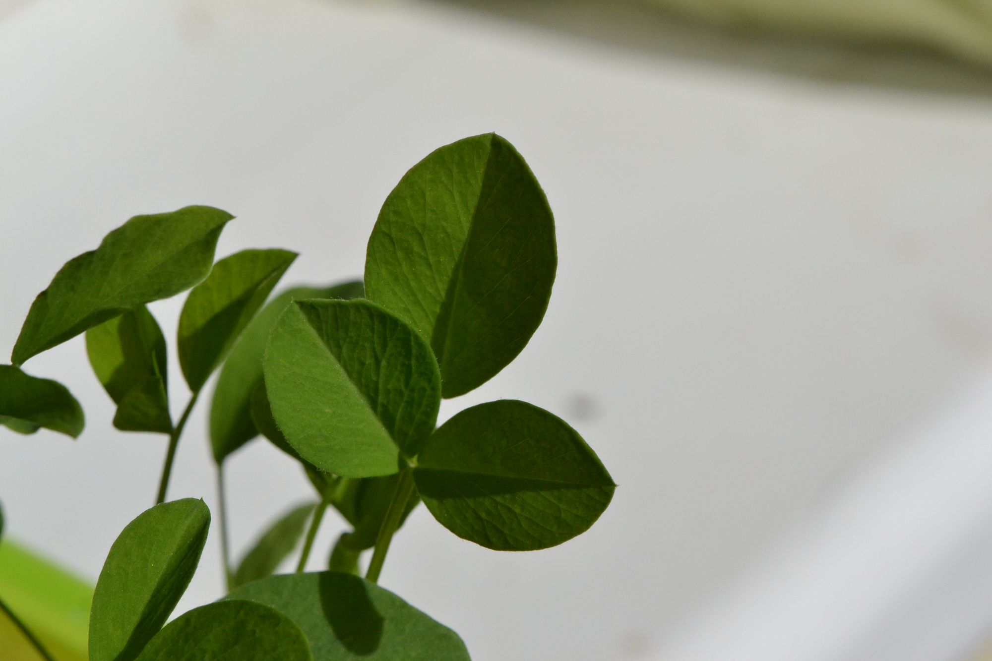 Vaistinis ožiarūtis (Galega officinalis)