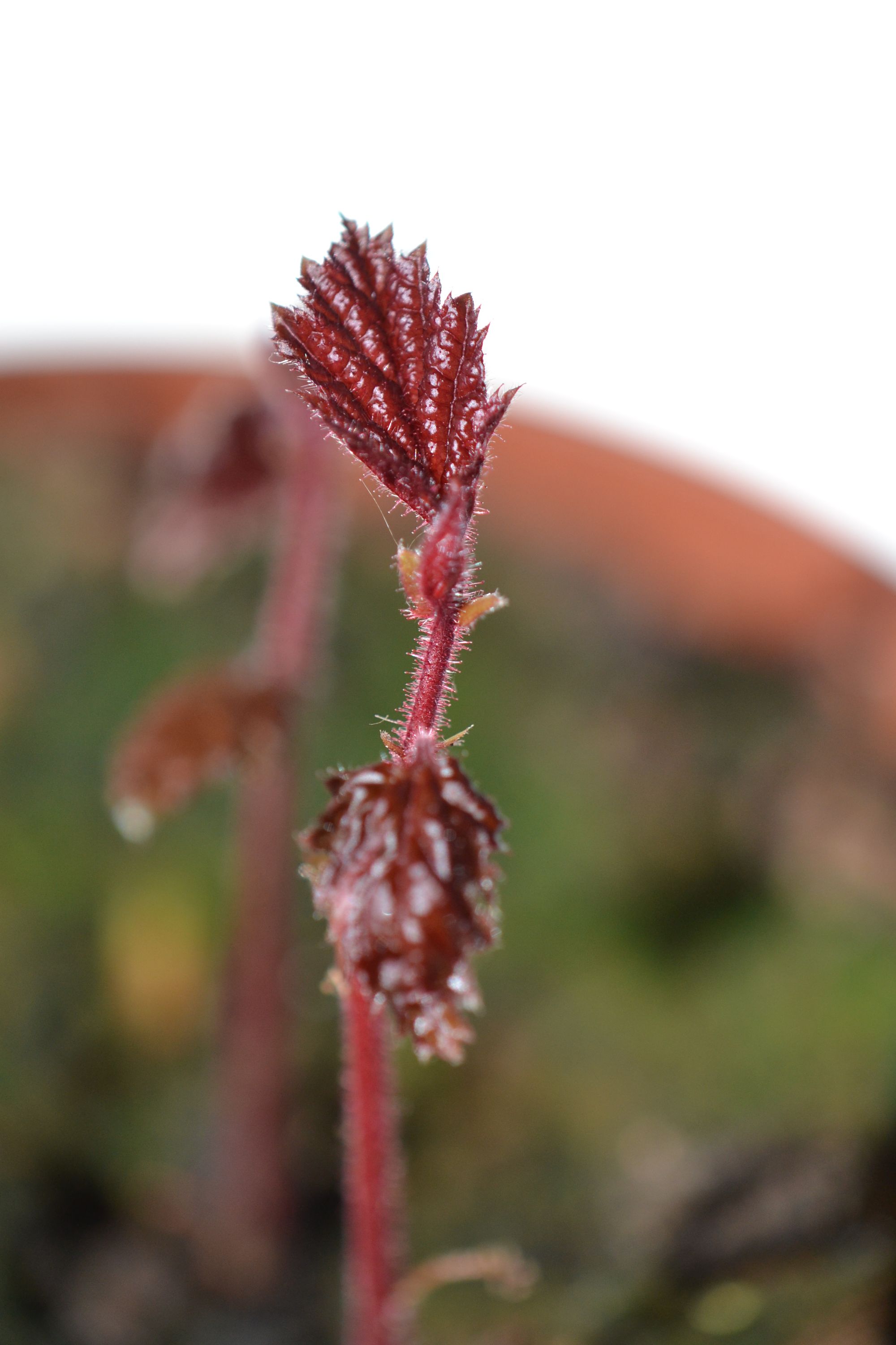 Didysis lazdynas 'Purpurea' (Corylus maxima)
