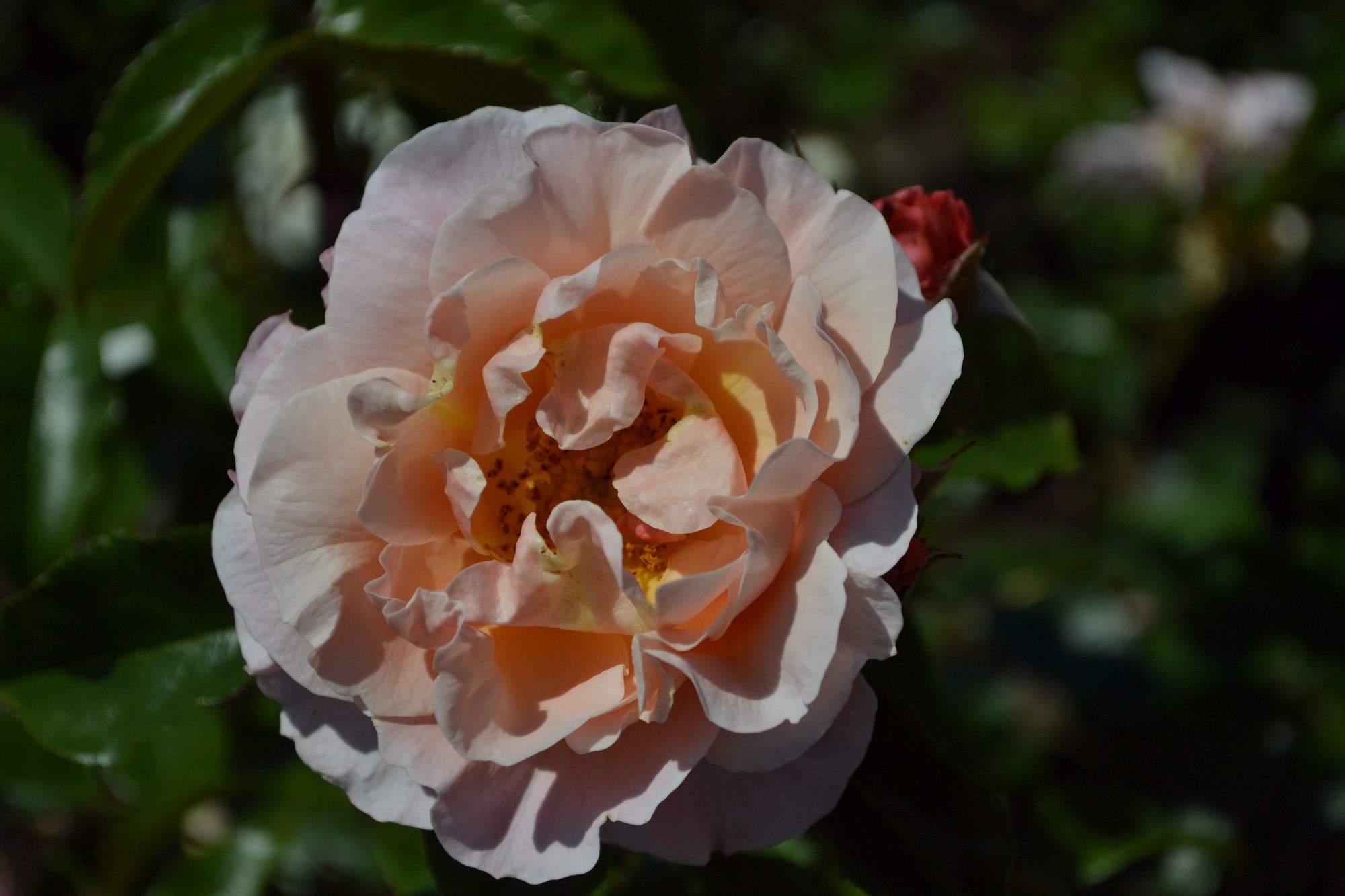 Rožė 'Marie Curie' (Rosa)